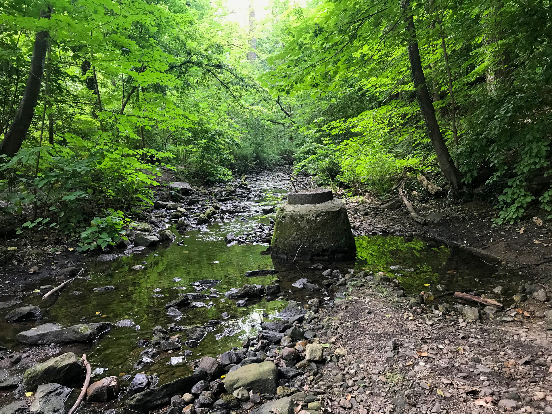 Hunts Woods