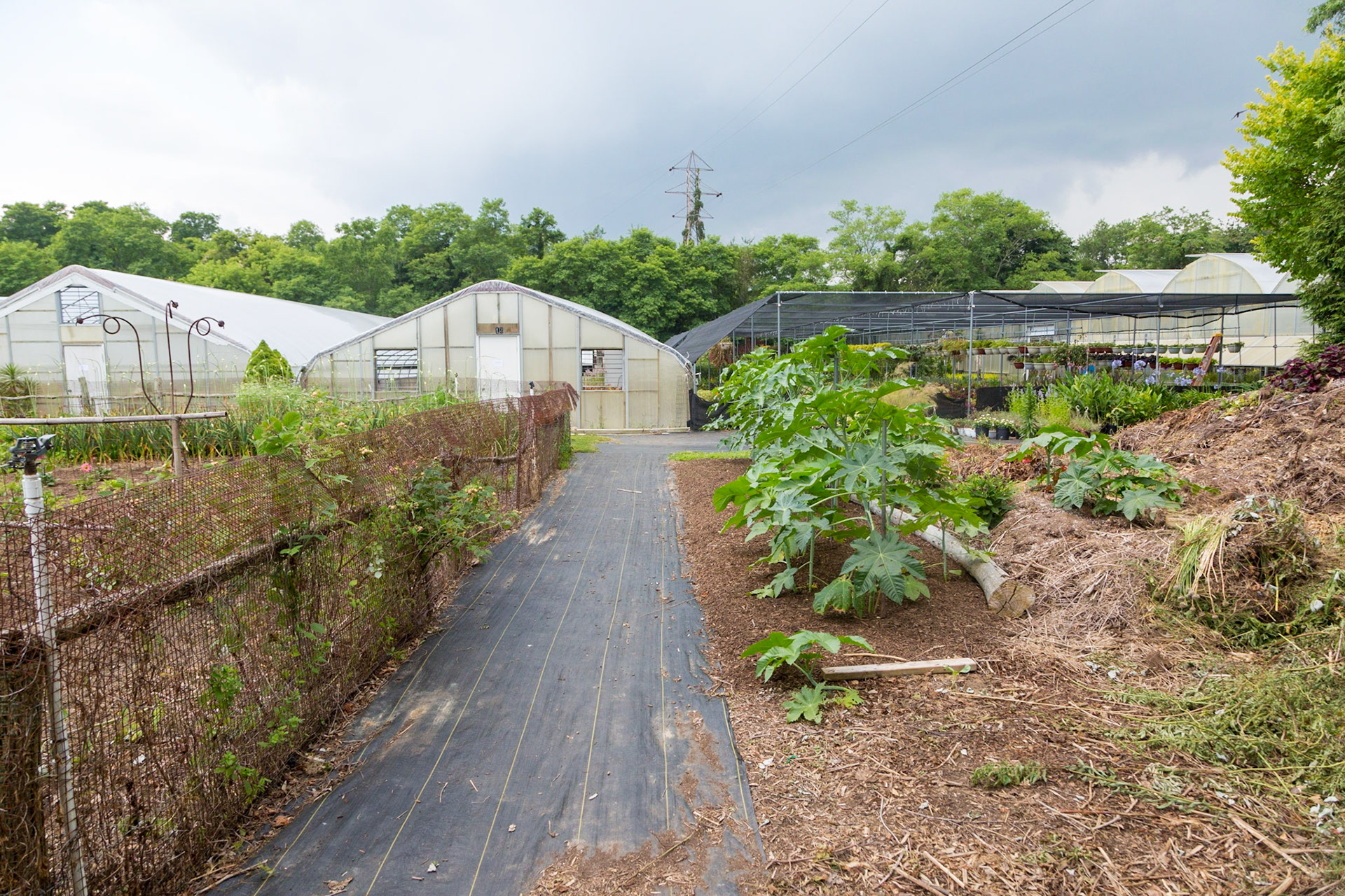 Greenhouse, South Hold, Long Island