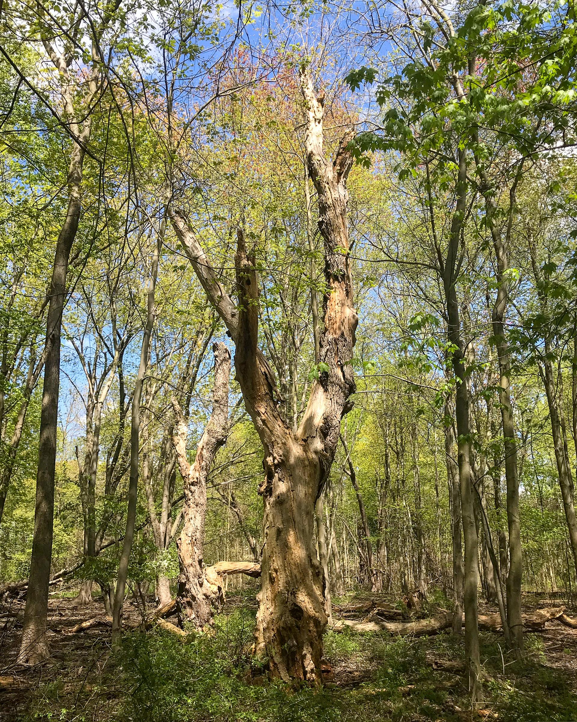 Sunnybrook Park