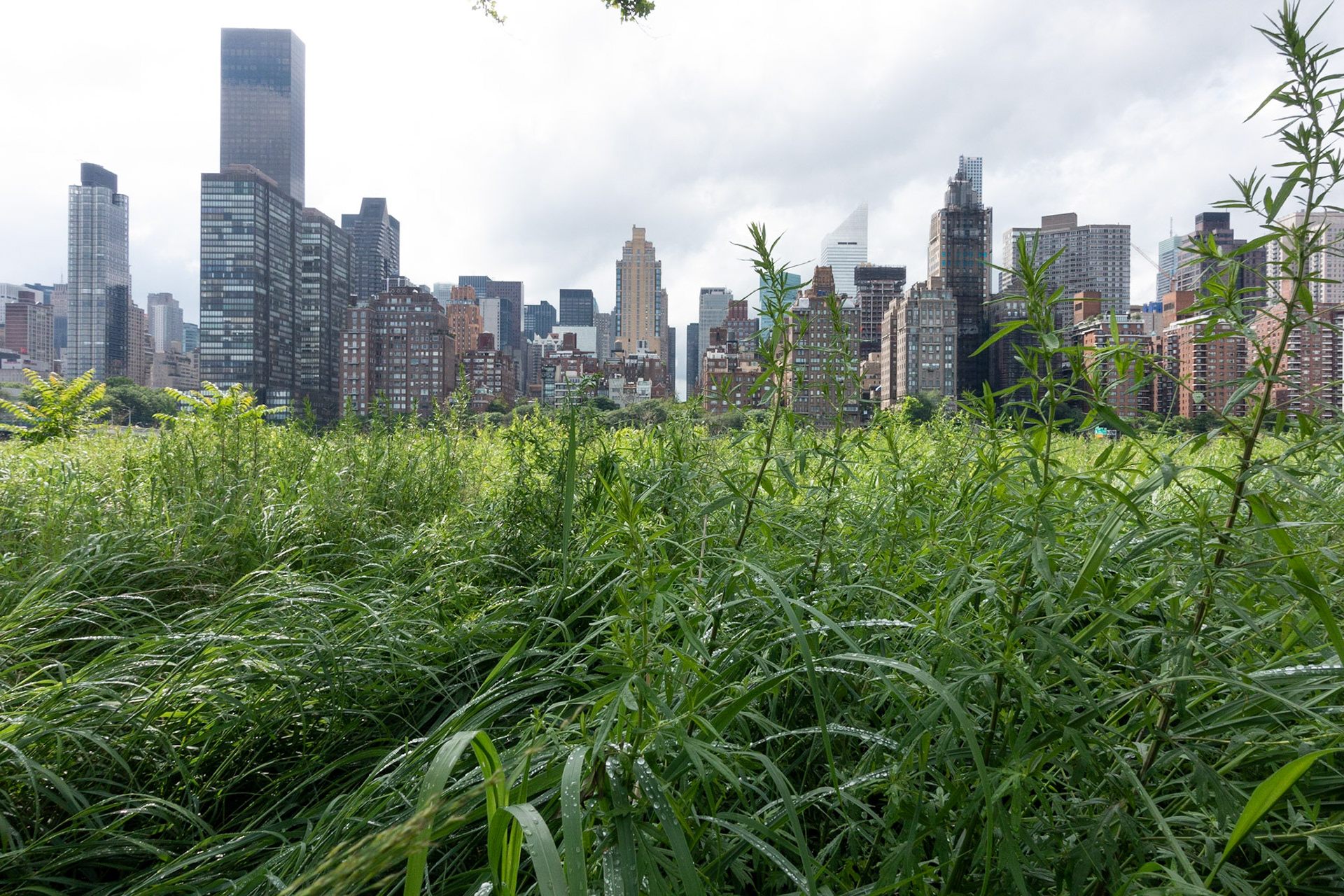 View of Midtown from Roosevelt Island