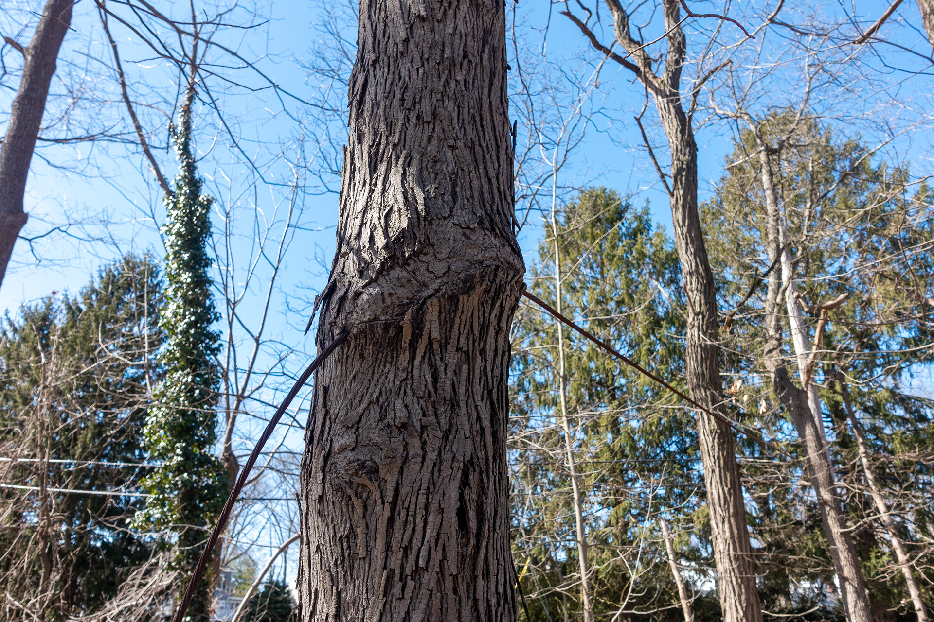 Twin Lakes Park