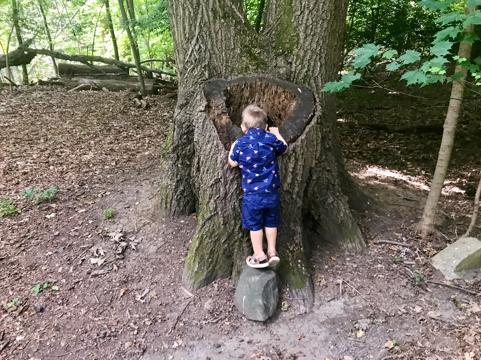 Hartsbrook Park and Preserve