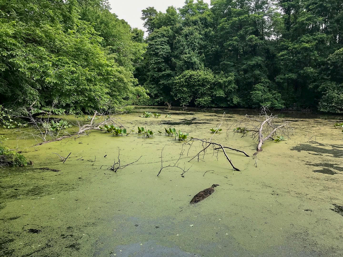 Sheldrake Environmental Center
