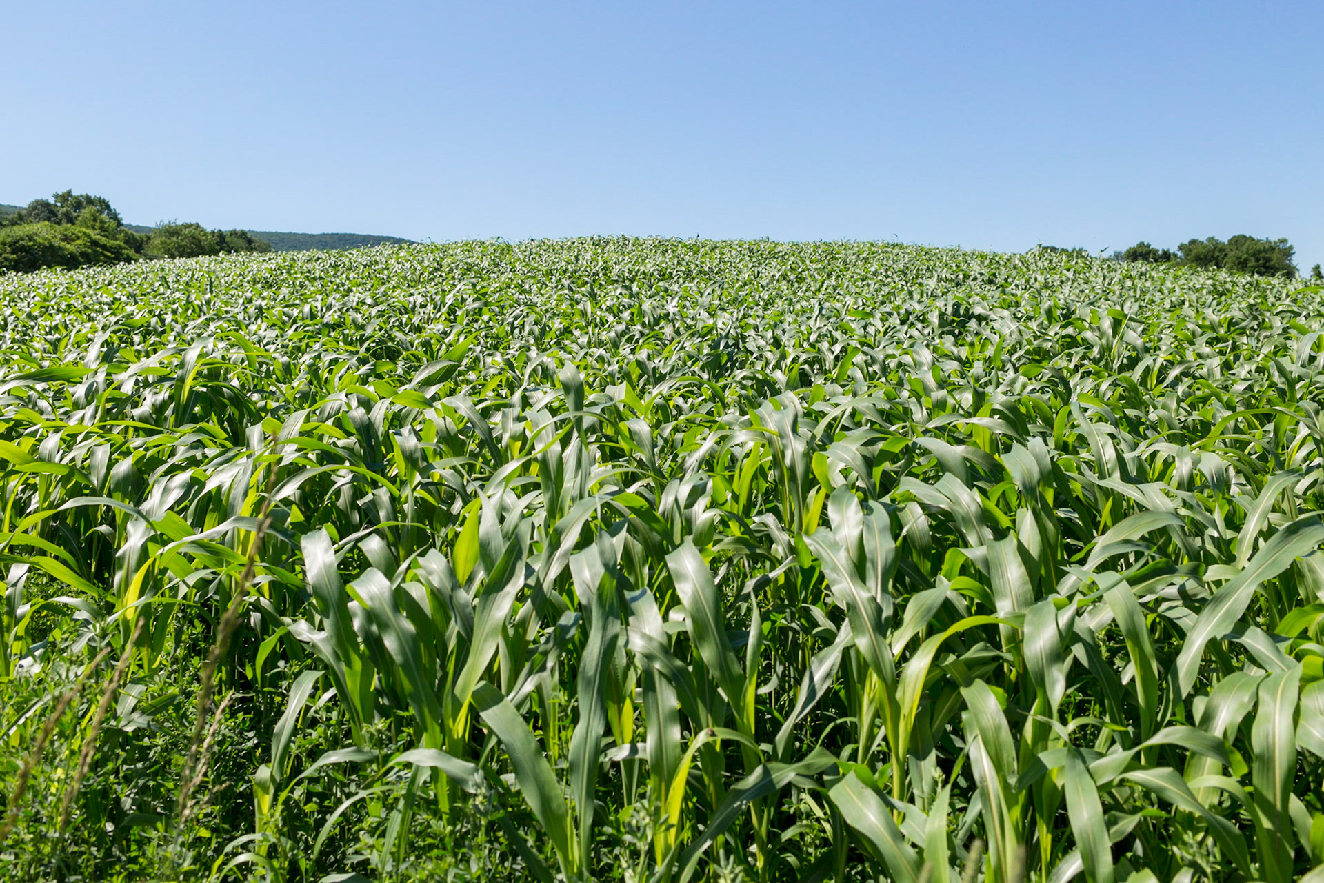 Farm, Copake, New York