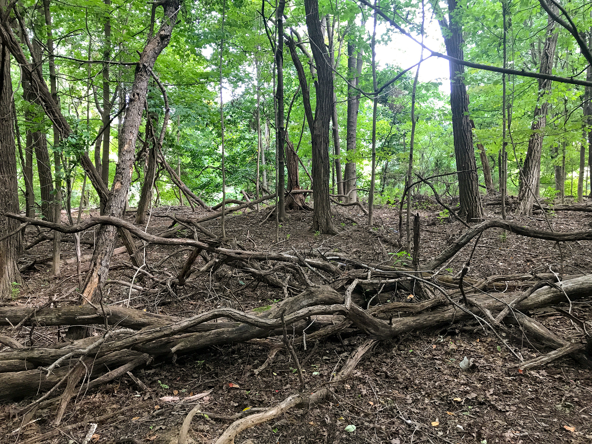 Twin Lakes Park