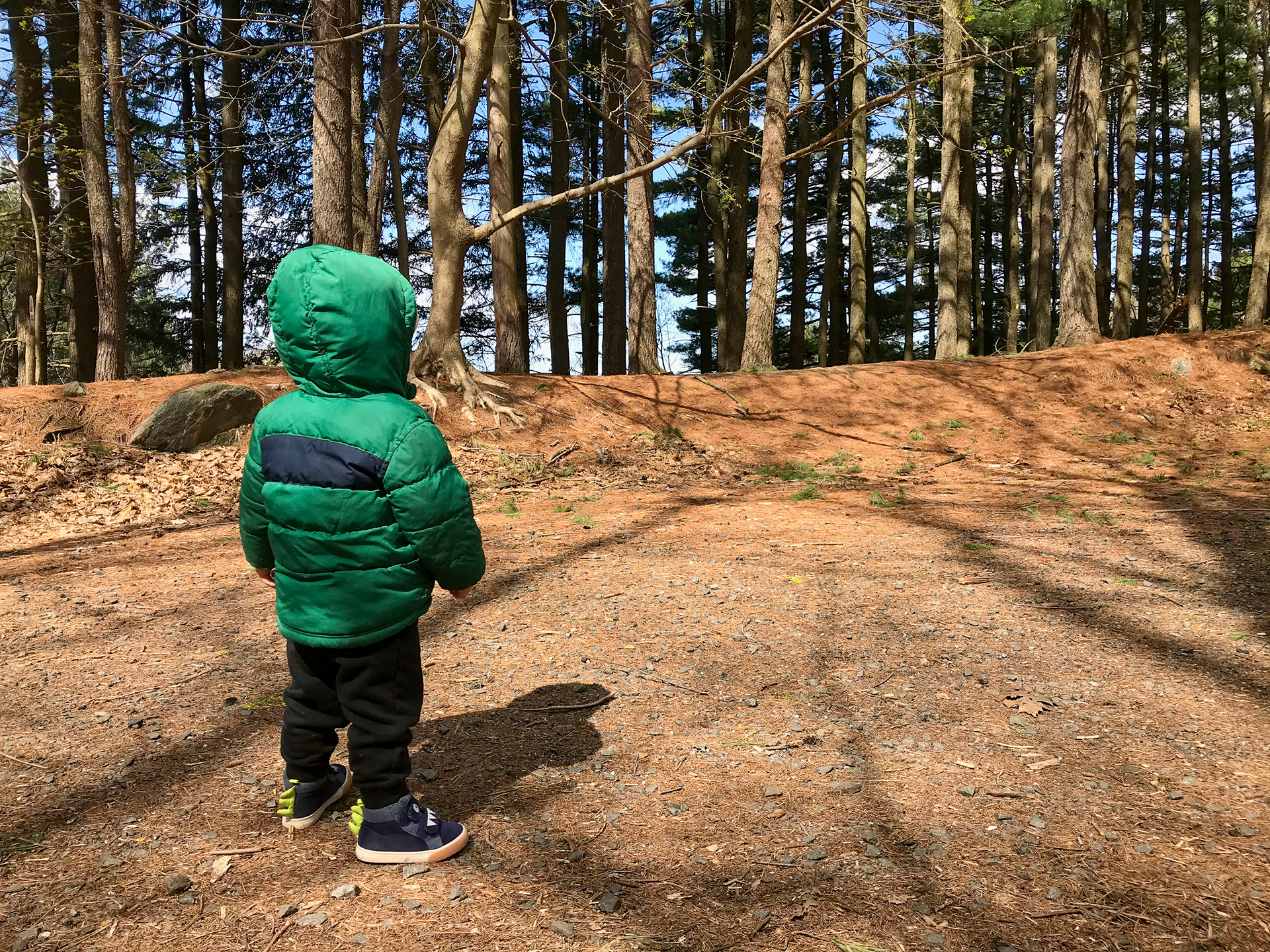 The Irvington Woods
