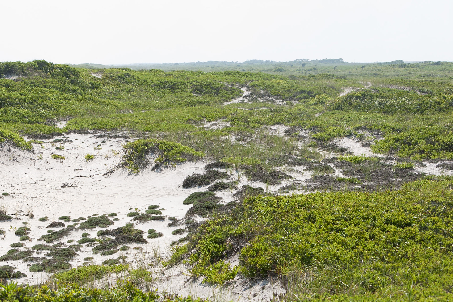 Dunes, Smith Point Beach, Long Island, New York