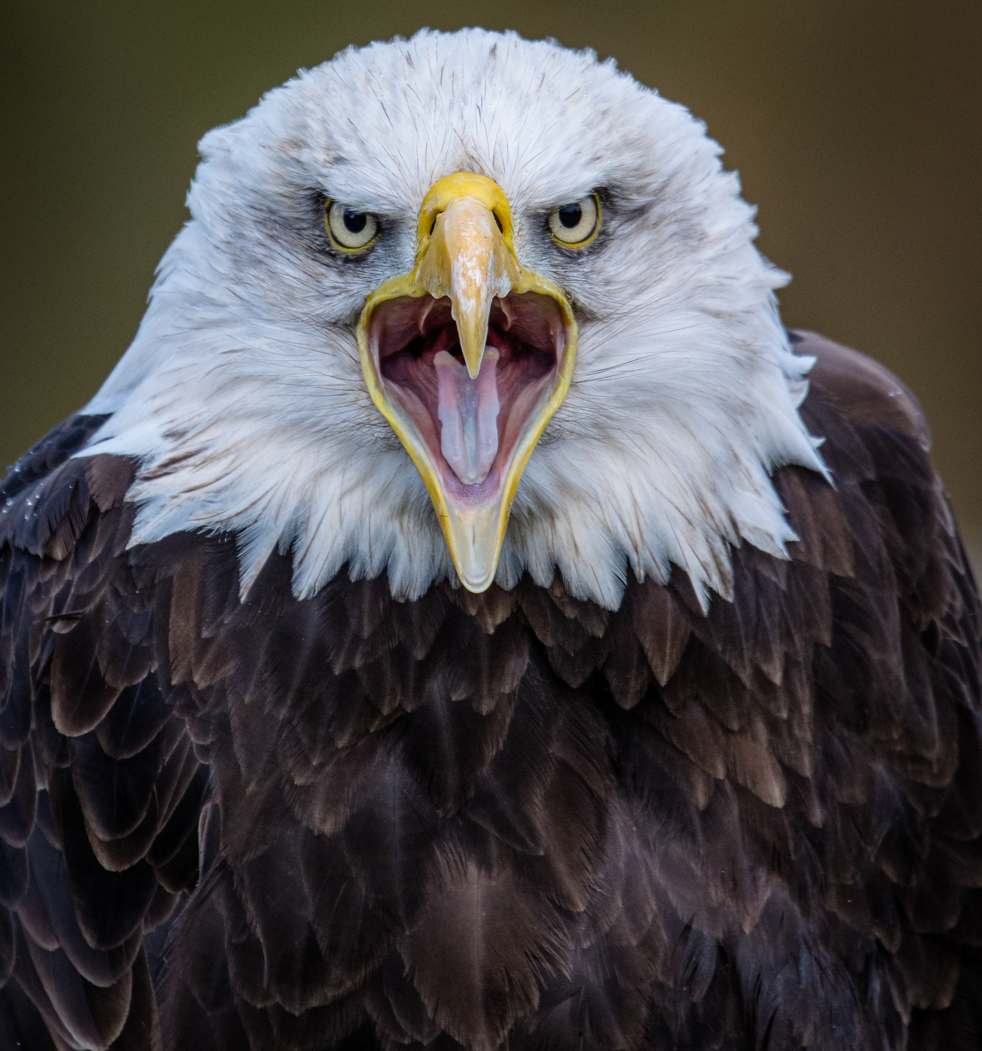 Amerikaanse Zeearend