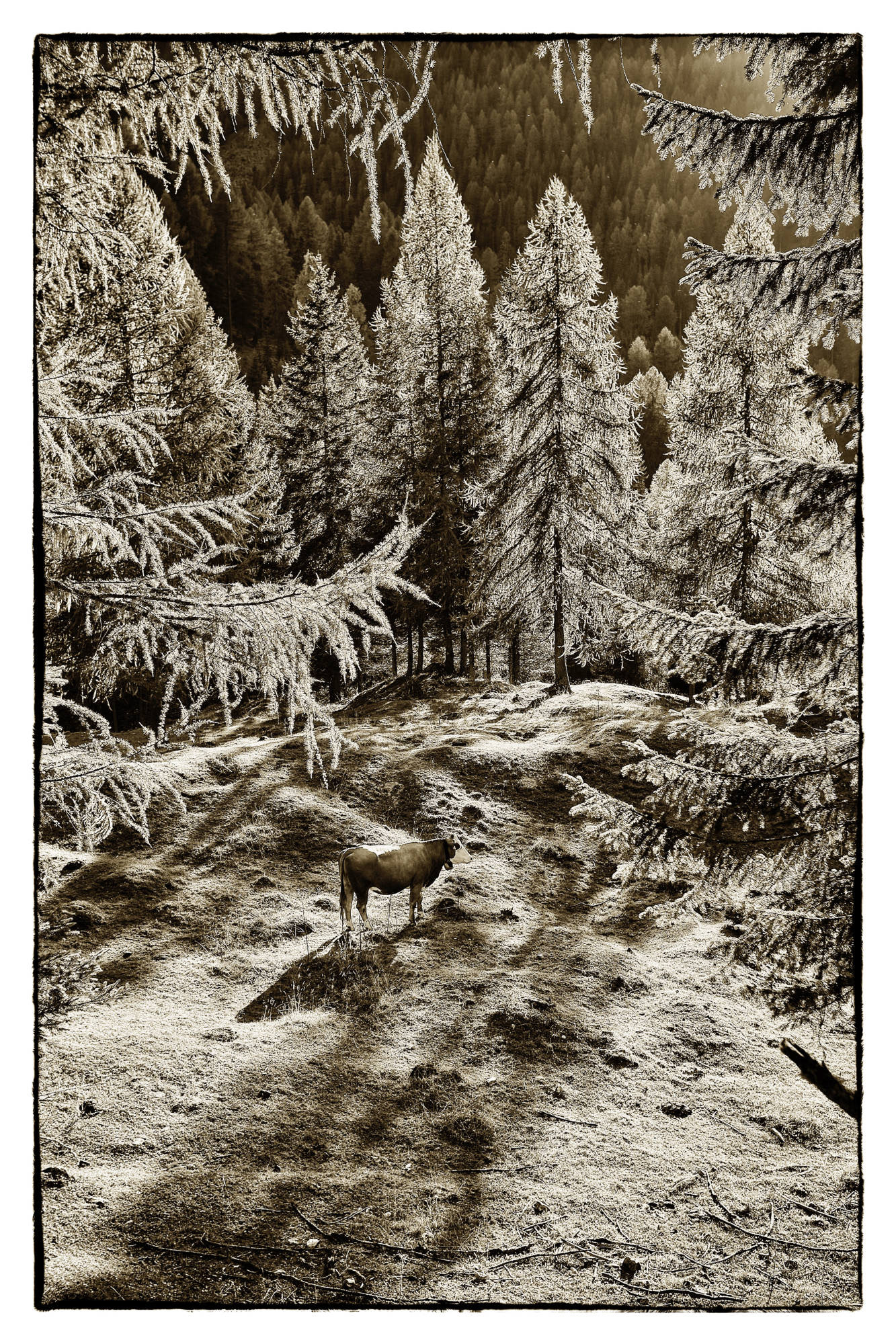  Kärnten - Österreich © Heinz Kleim / KleimDesign