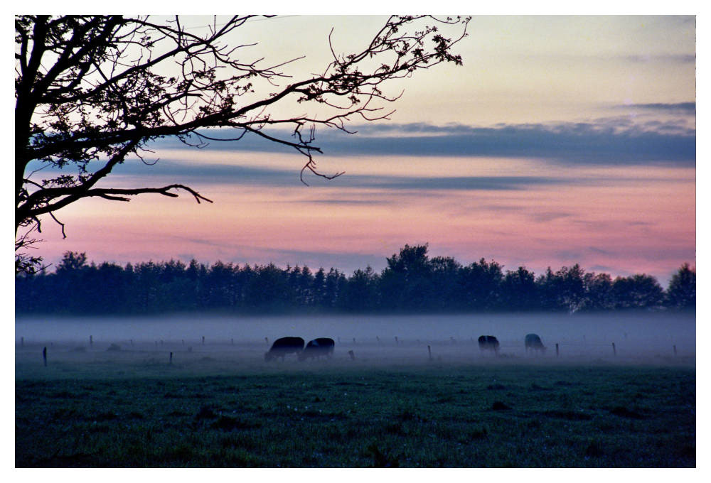 Kühe im Nebel © Heinz Kleim / KleimDesign