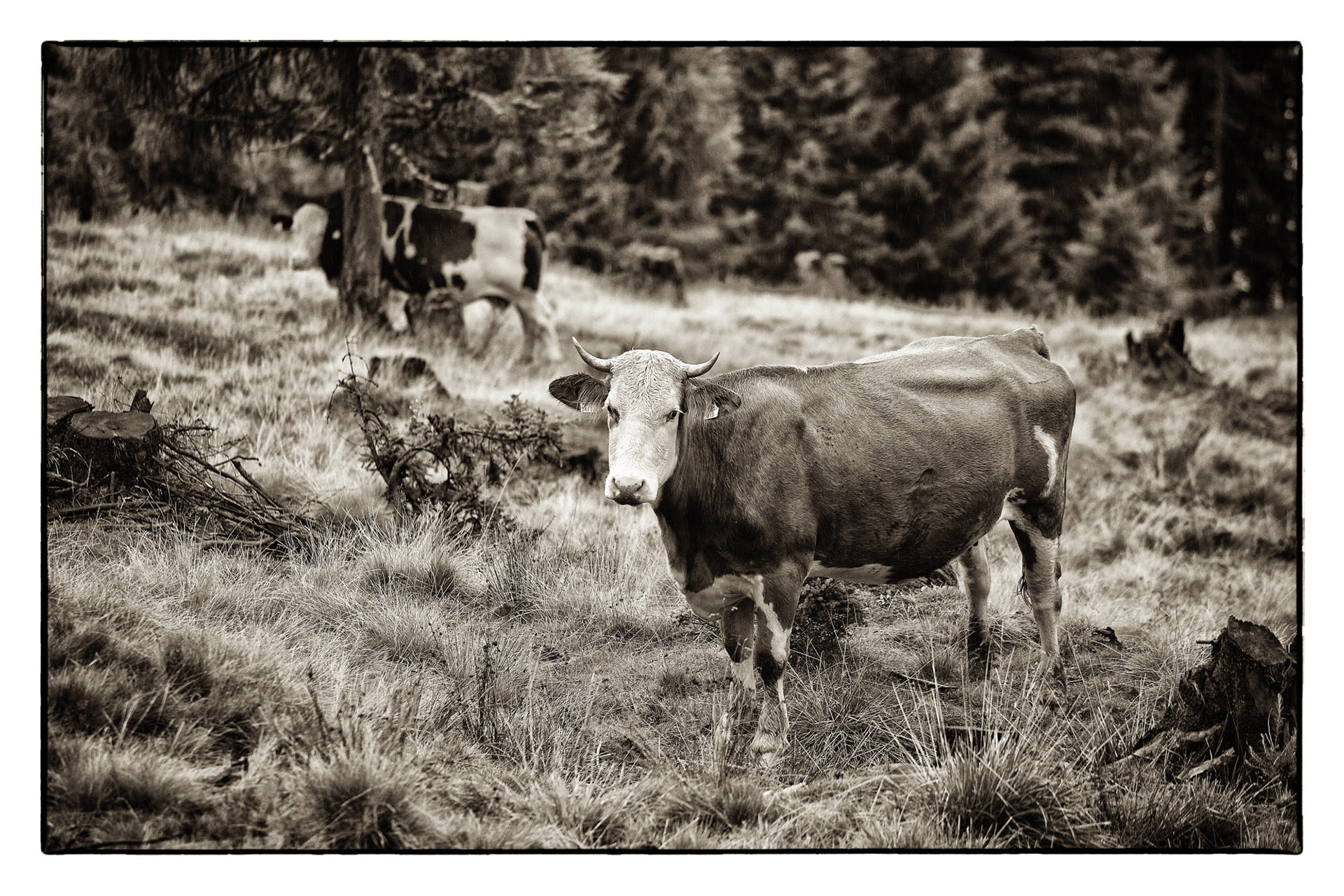  Kärnten - Österreich © Heinz Kleim / KleimDesign
