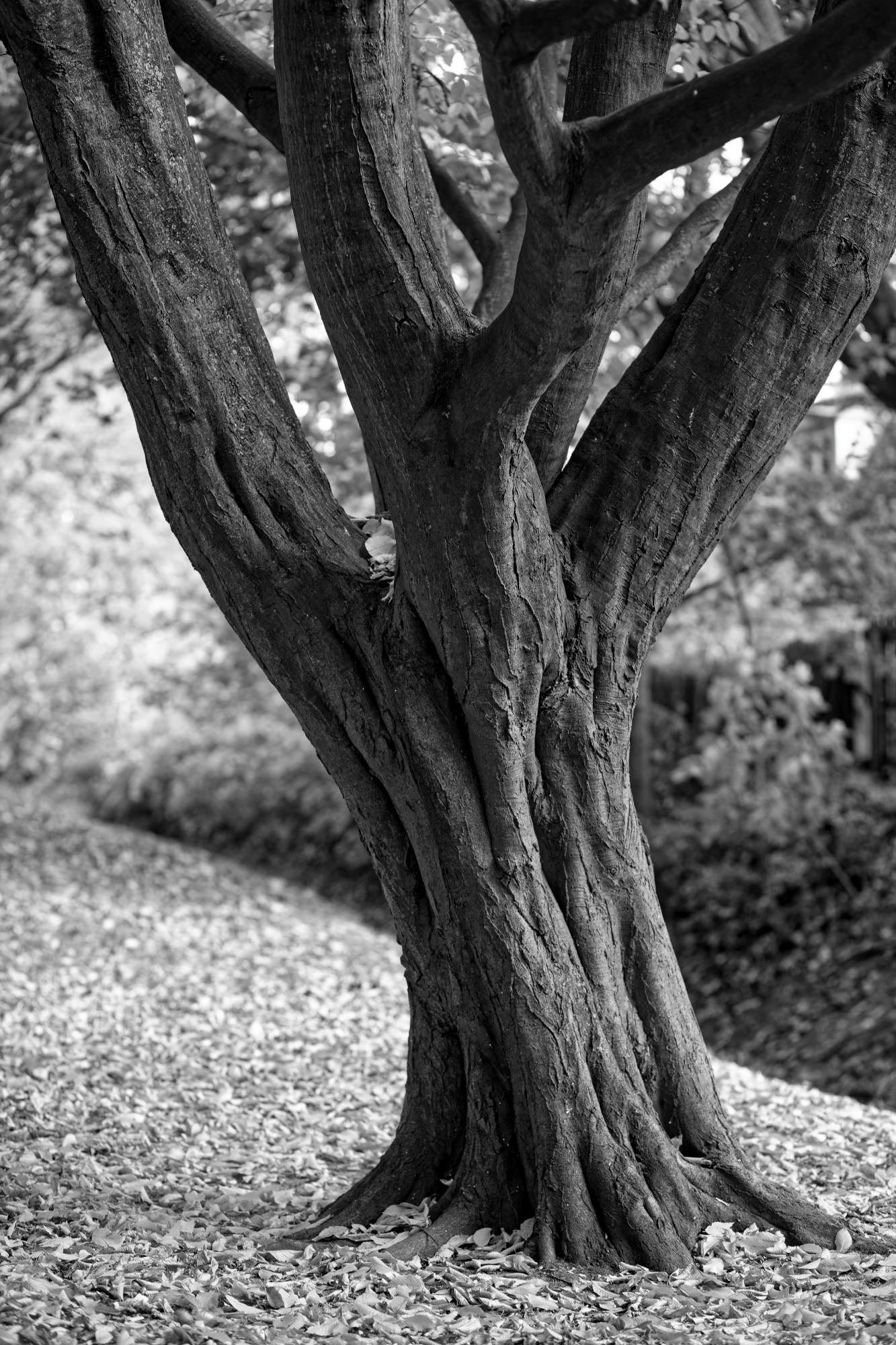 Natur © Heinz Kleim / KleimDesign