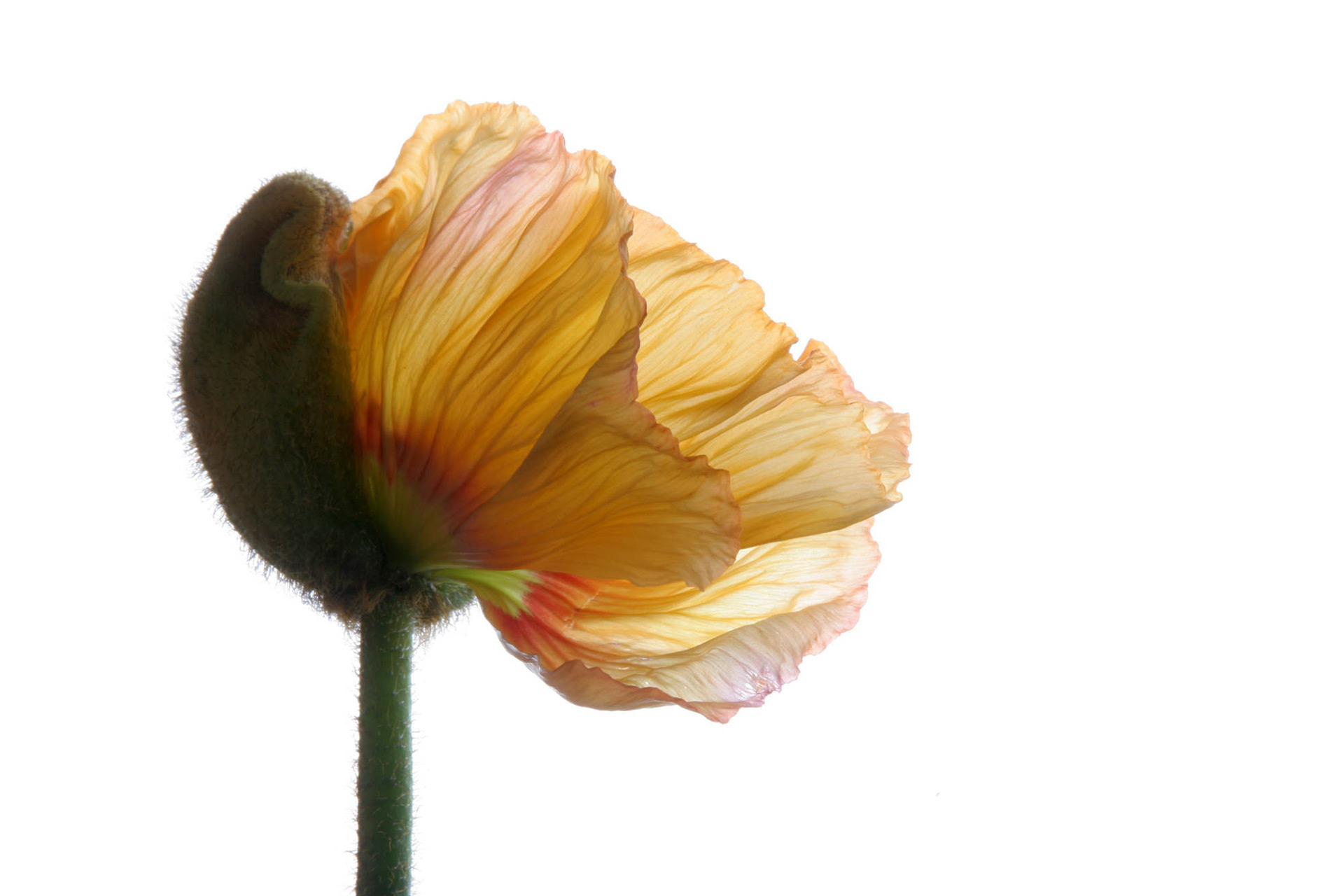 Natur © Heinz Kleim / KleimDesign