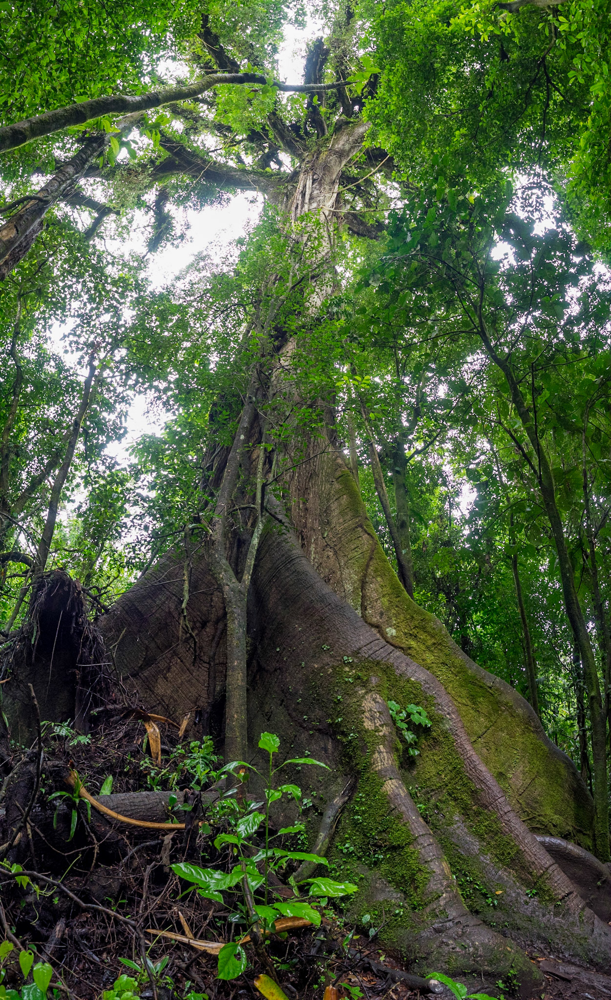 L'arbre géant du par Arenal, l'un des rares à avoir résisté aux coulées de lave.
250 ans, 70m, ça relativise son homme.