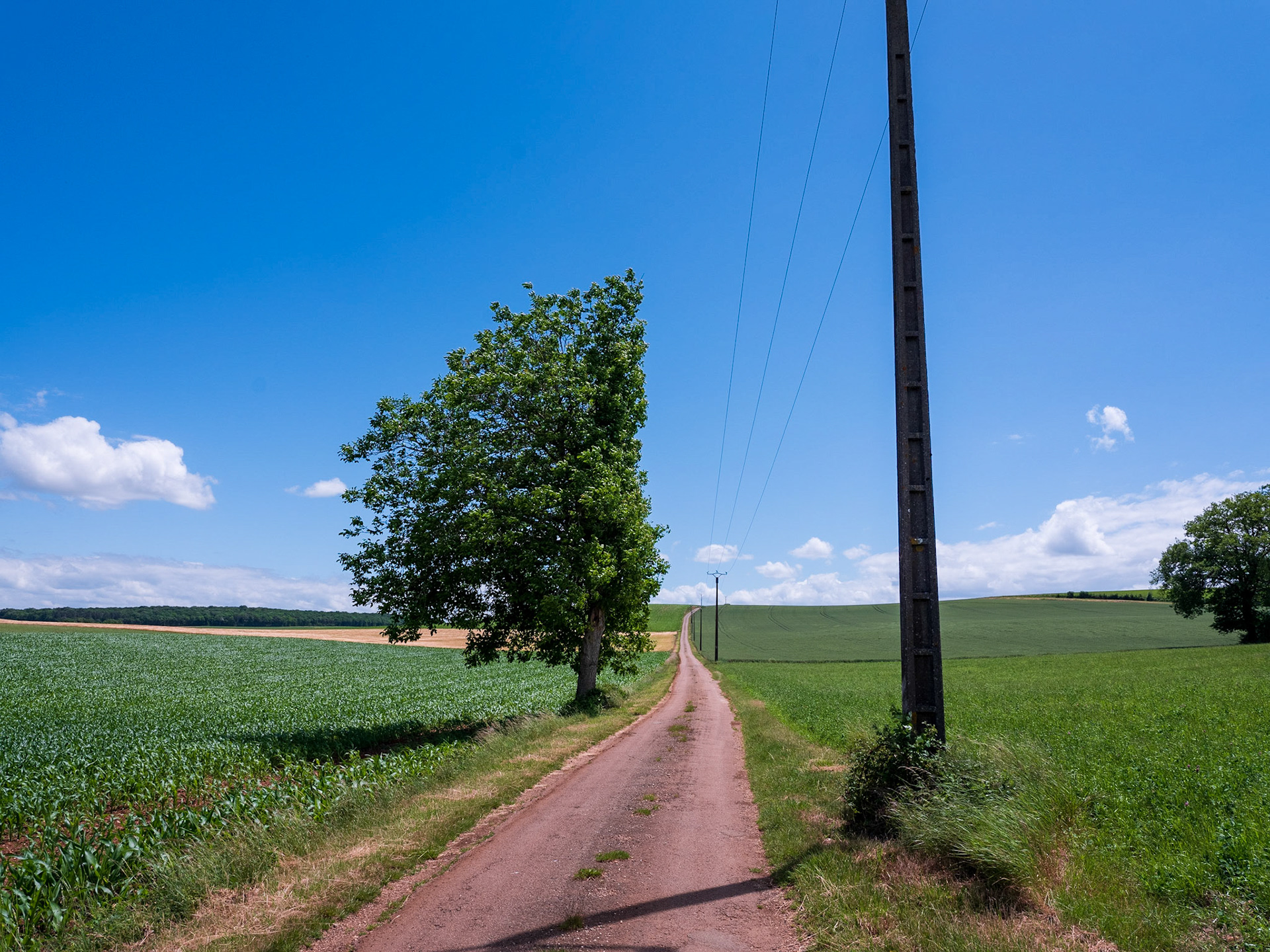 La route coupe l'arbre