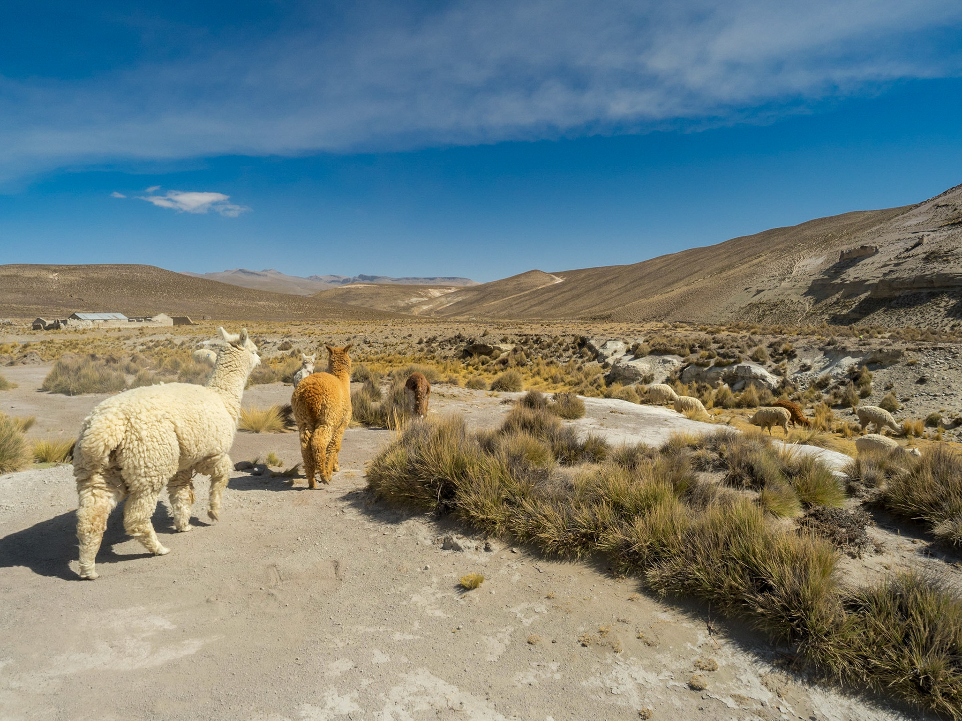 Sur la route entre Chivay et Cuzco