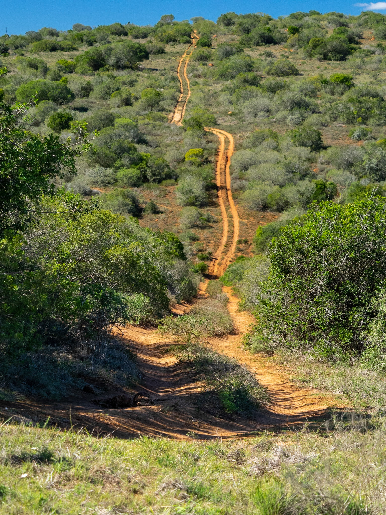 Addo Elephant Park