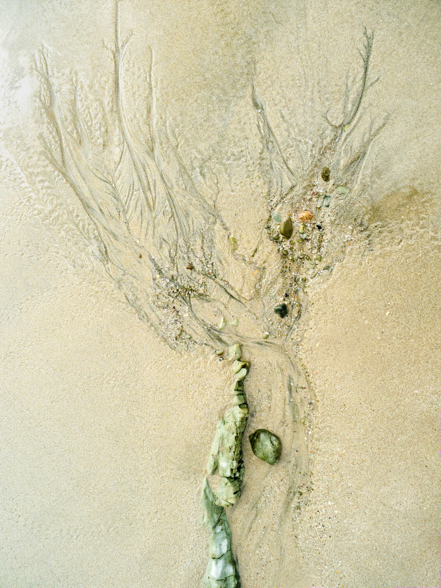 Quand la mer dessine des arbres dans le sable