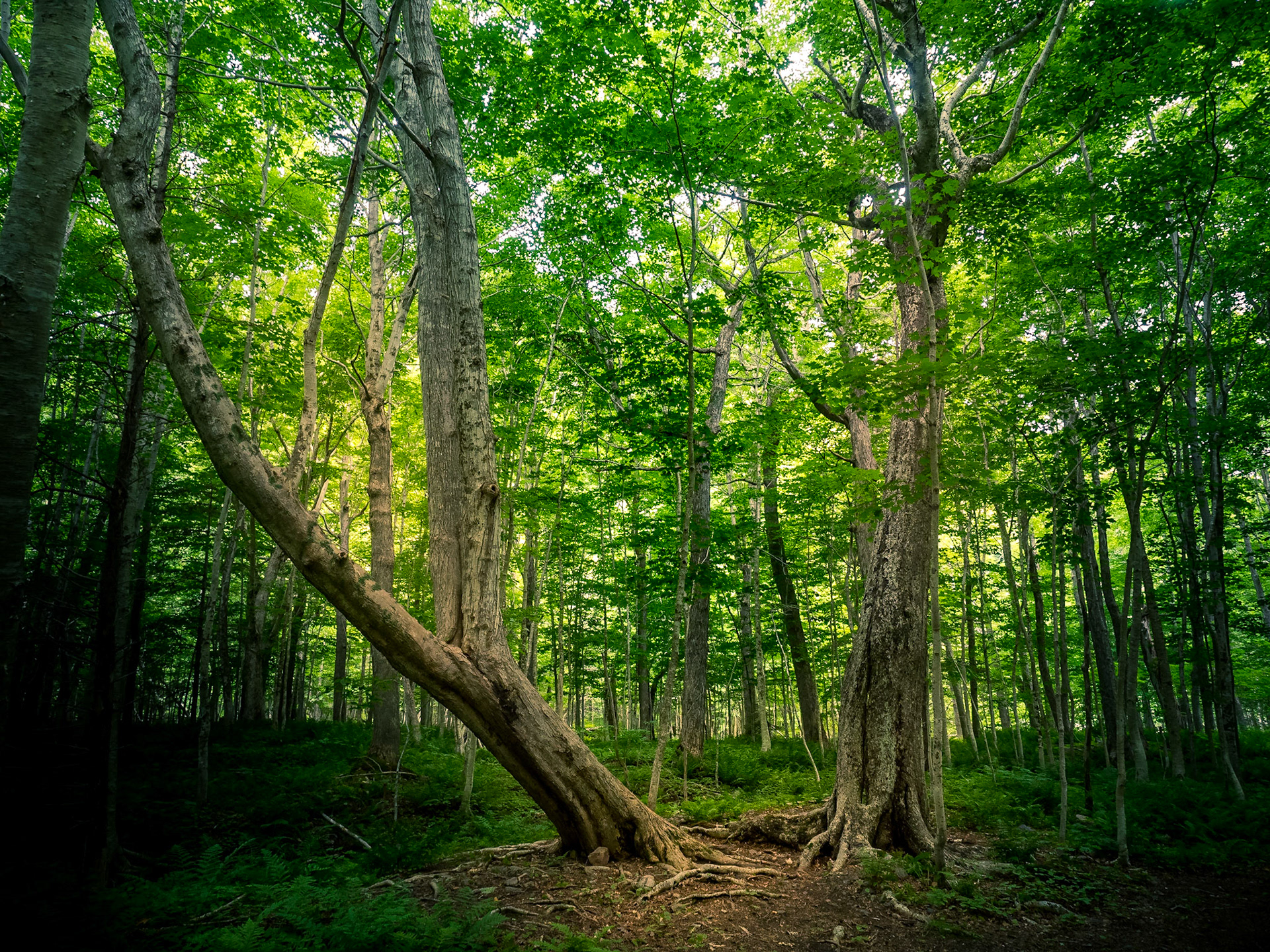 Ici, les érables ont 350 ans