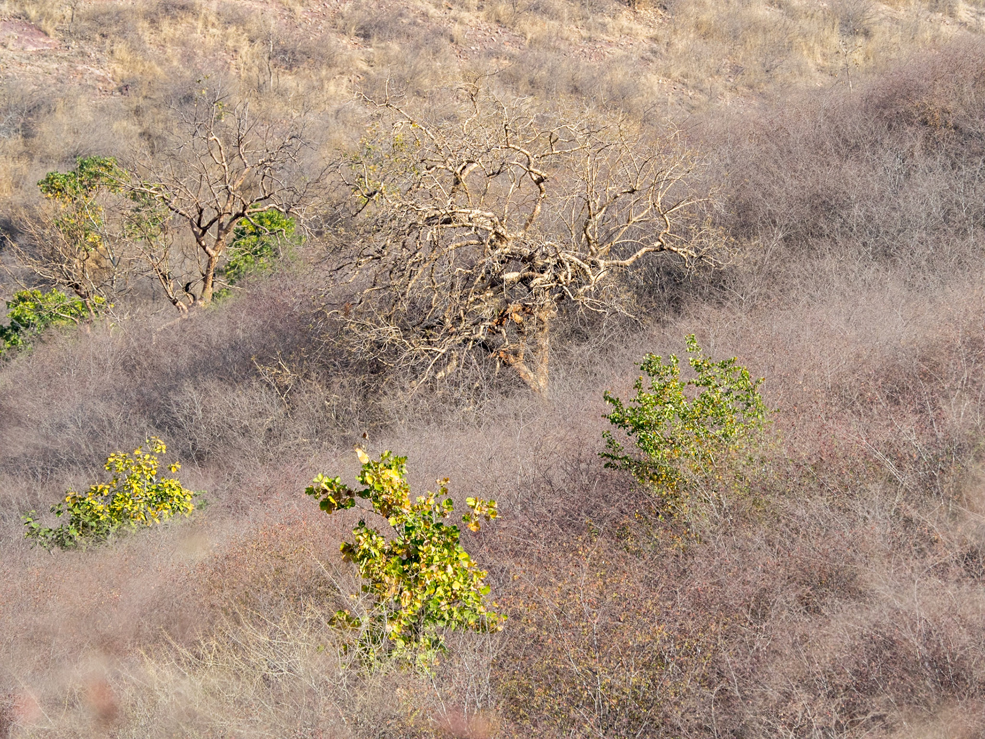 Dans la réserve de Ranthambore, point de tigres ce jour là, mais une nature bien sèche où les tigres devaient être cachés probablement !