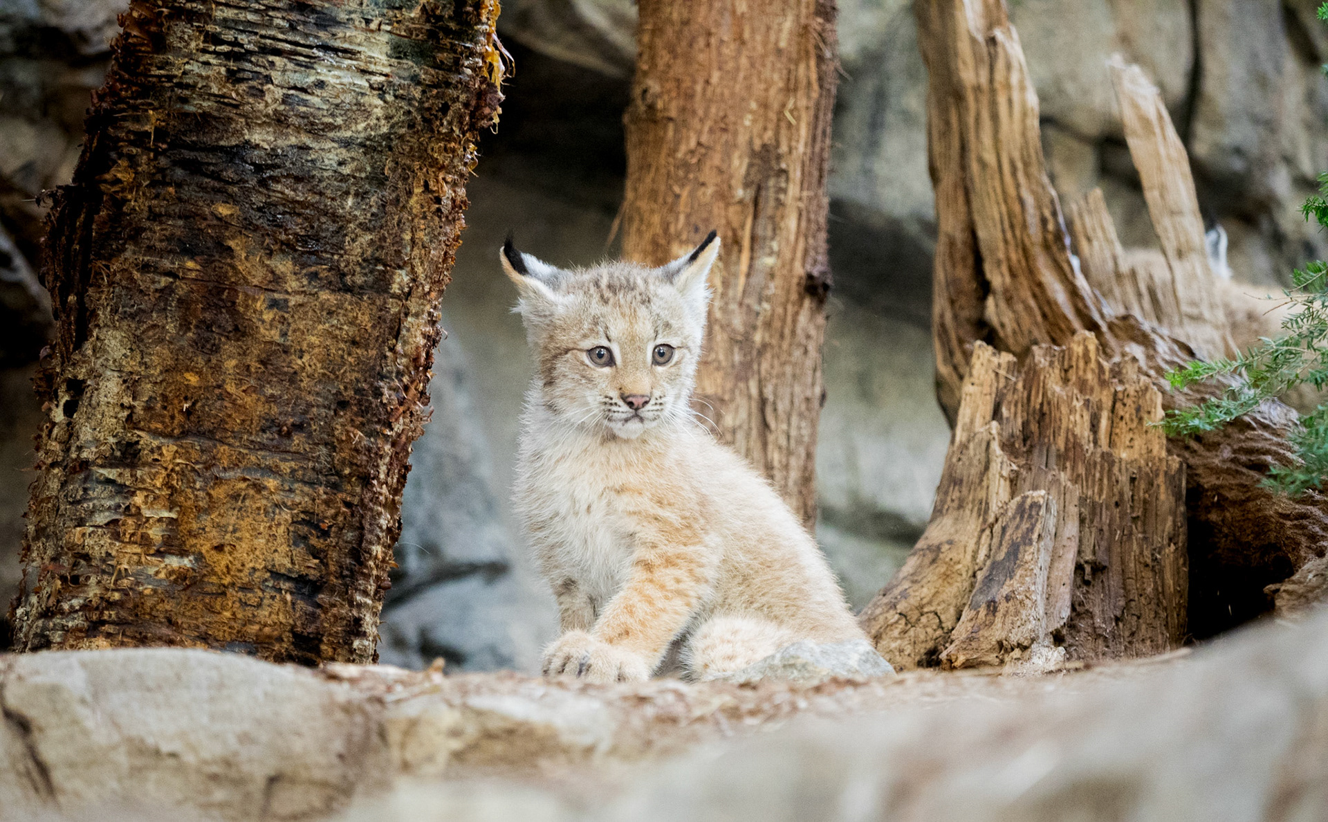 Un bébé lynx, même en pleine ville, c'est très rare. Ce jeune, dont on ne sait pas encore si c'est un male ou une femelle, est pourtant très vigoureux.
Biodome