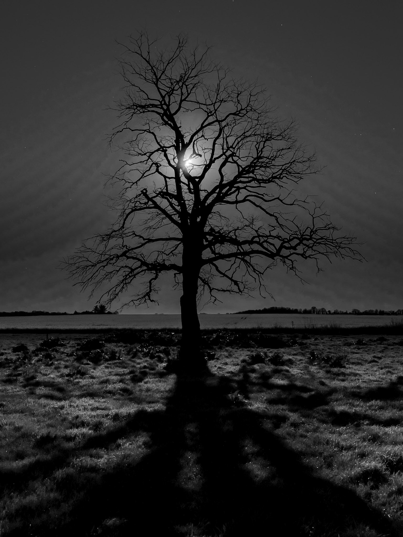 L'arbre et la lune