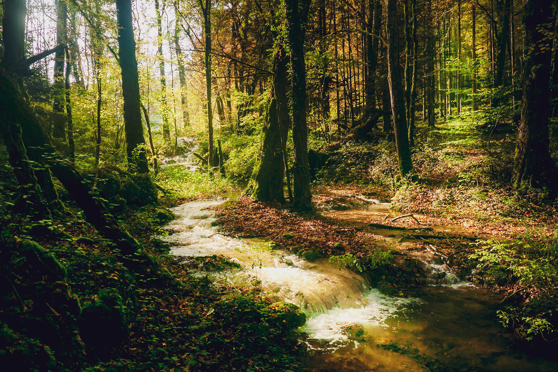 Les marais de Tufs, près de Brémur et Vaurois, à l'atuomne