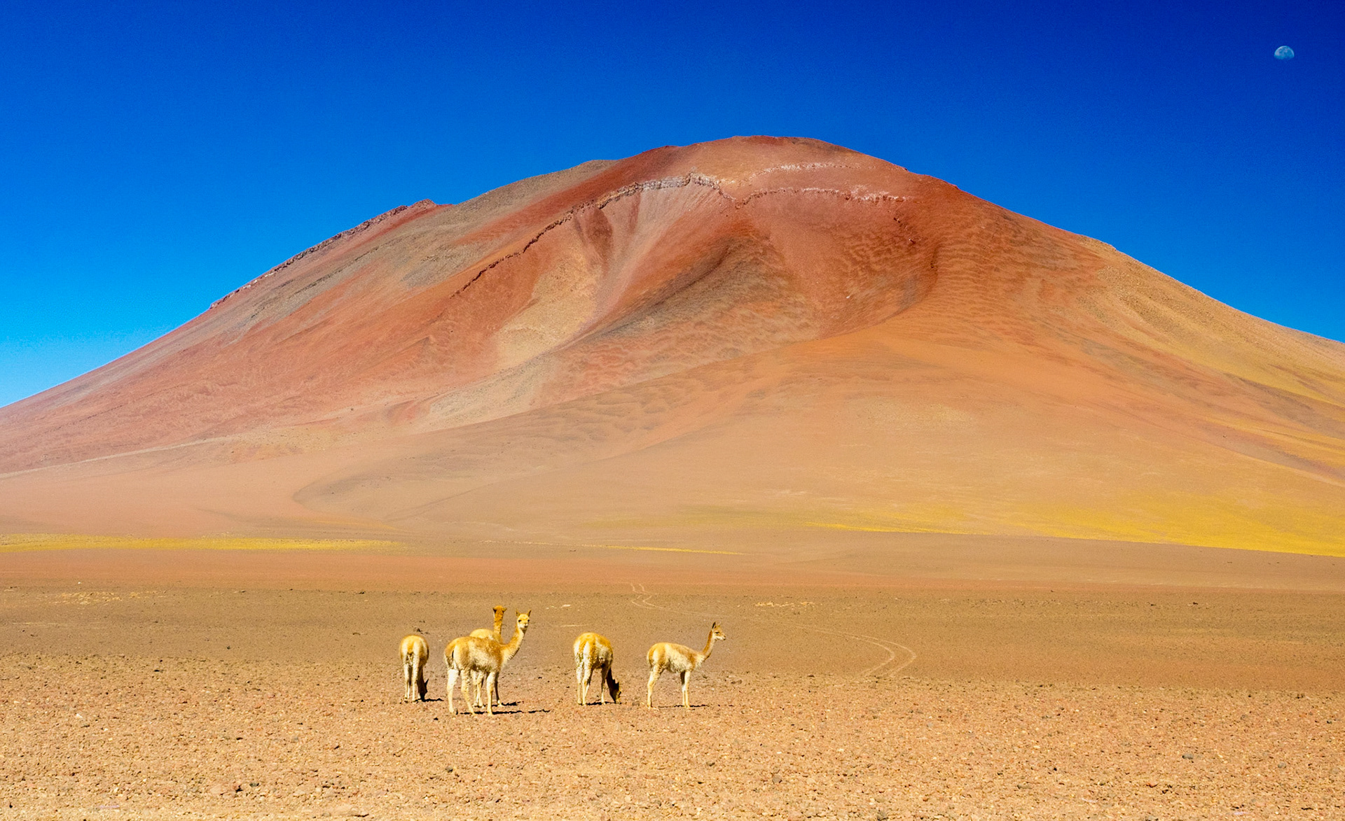 Sud Lipez, entre Uyuni et le Chili.
