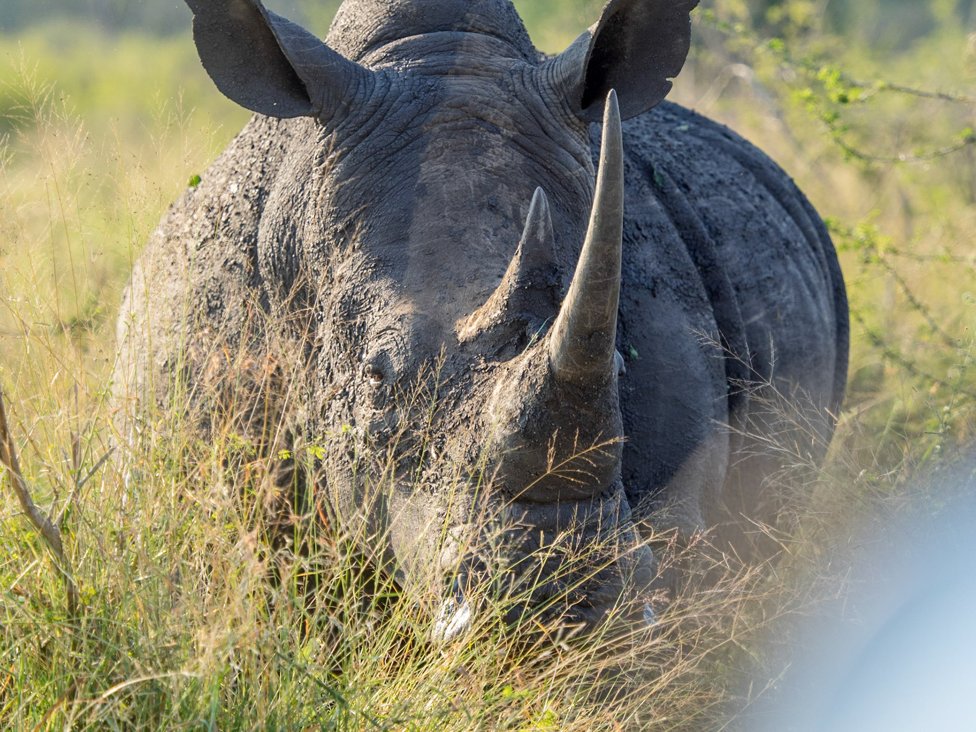 Hlane Royal Park, Swaziland