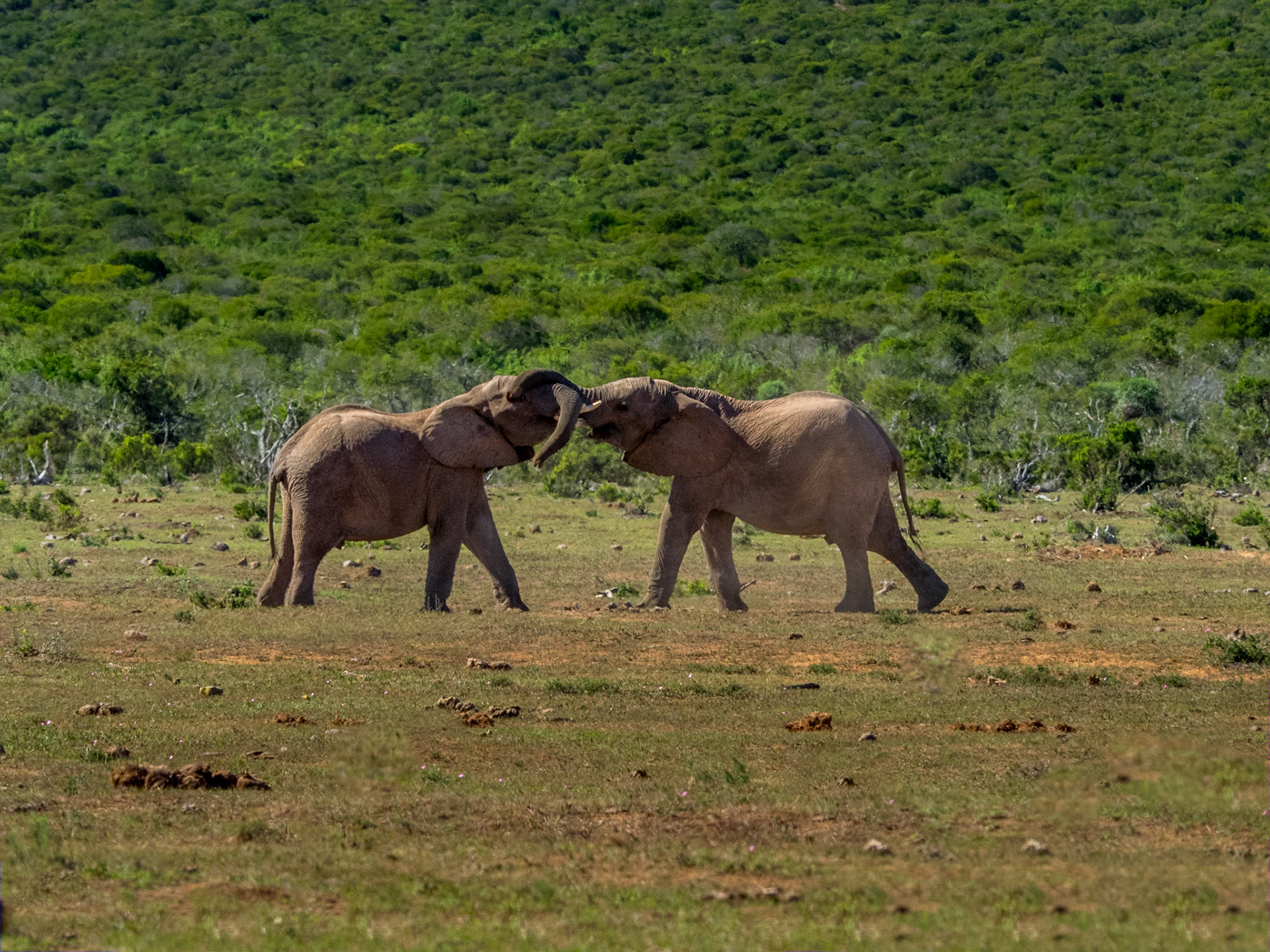Addo Elephant Park