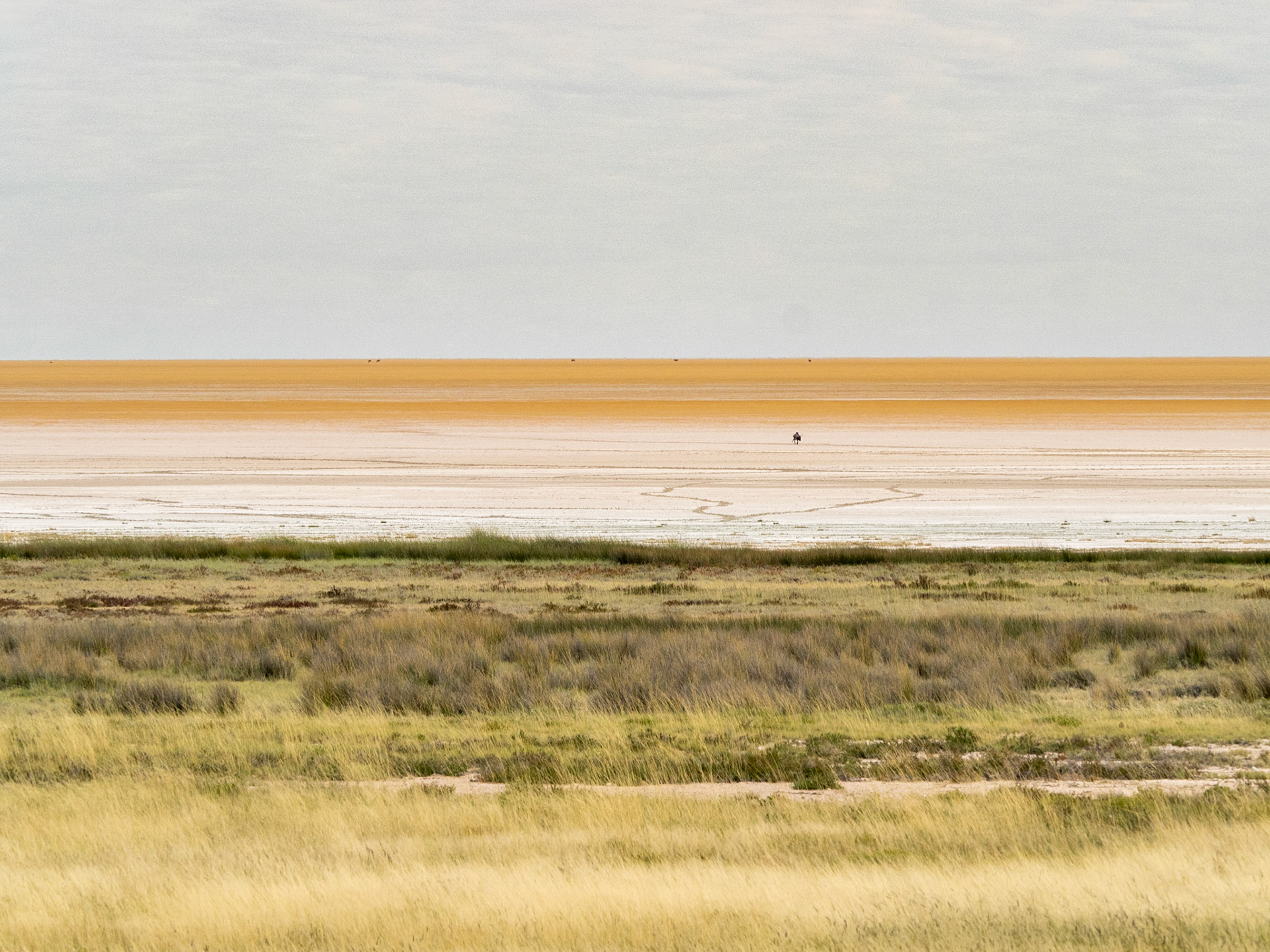 Sur le grand plan d'eau d'Etosha National Park