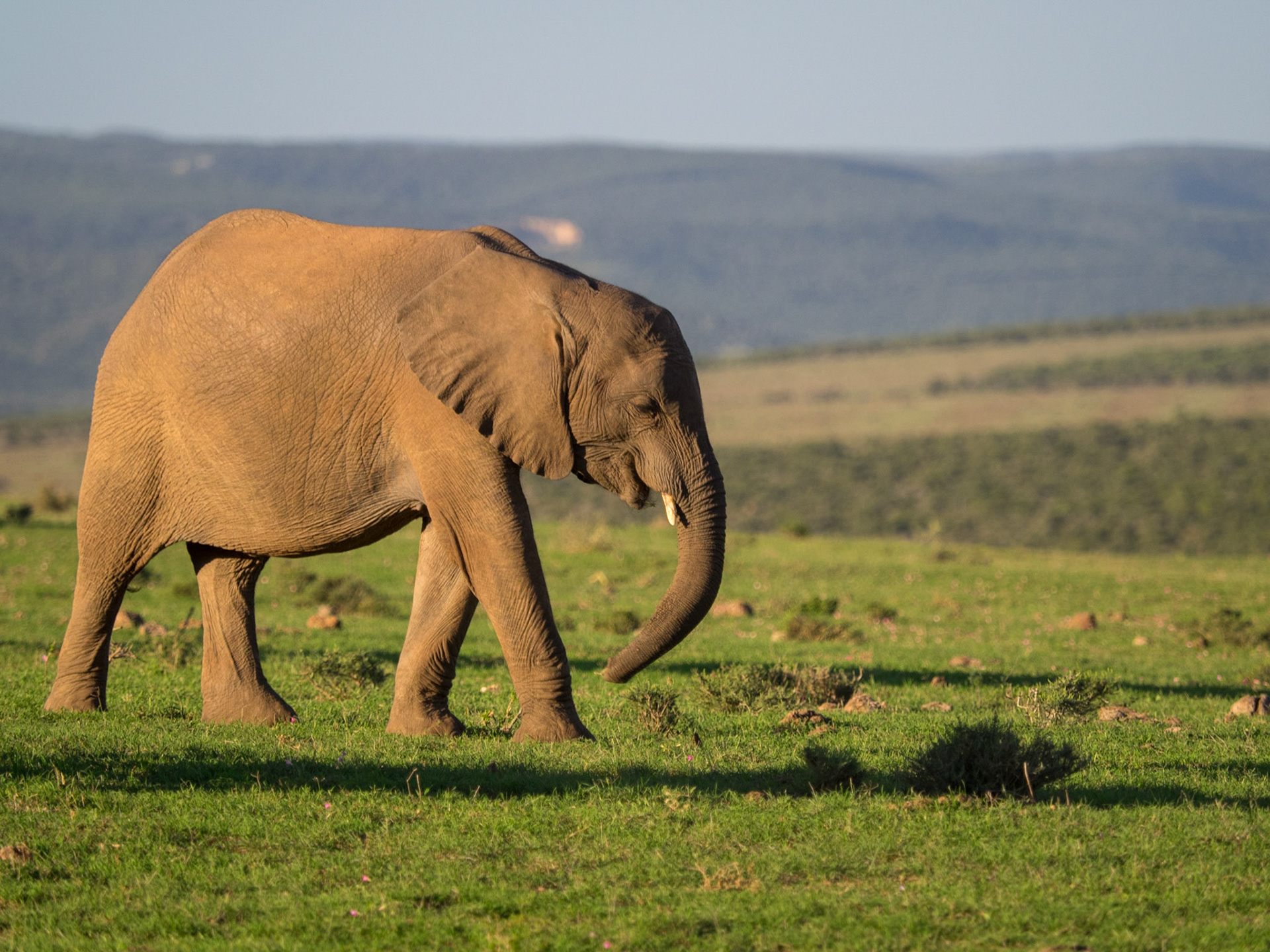 Addo Elephant Park
