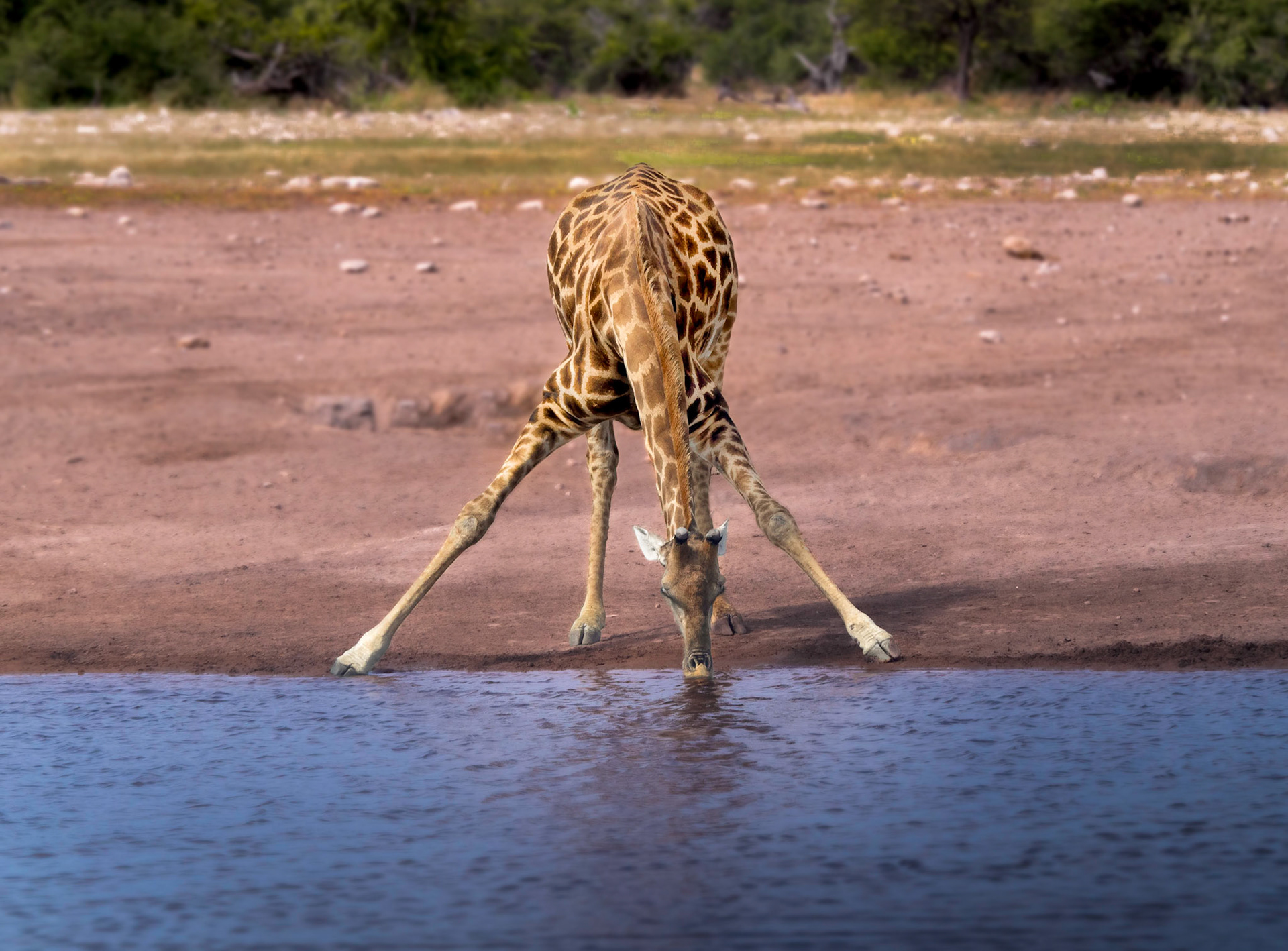 la girafe