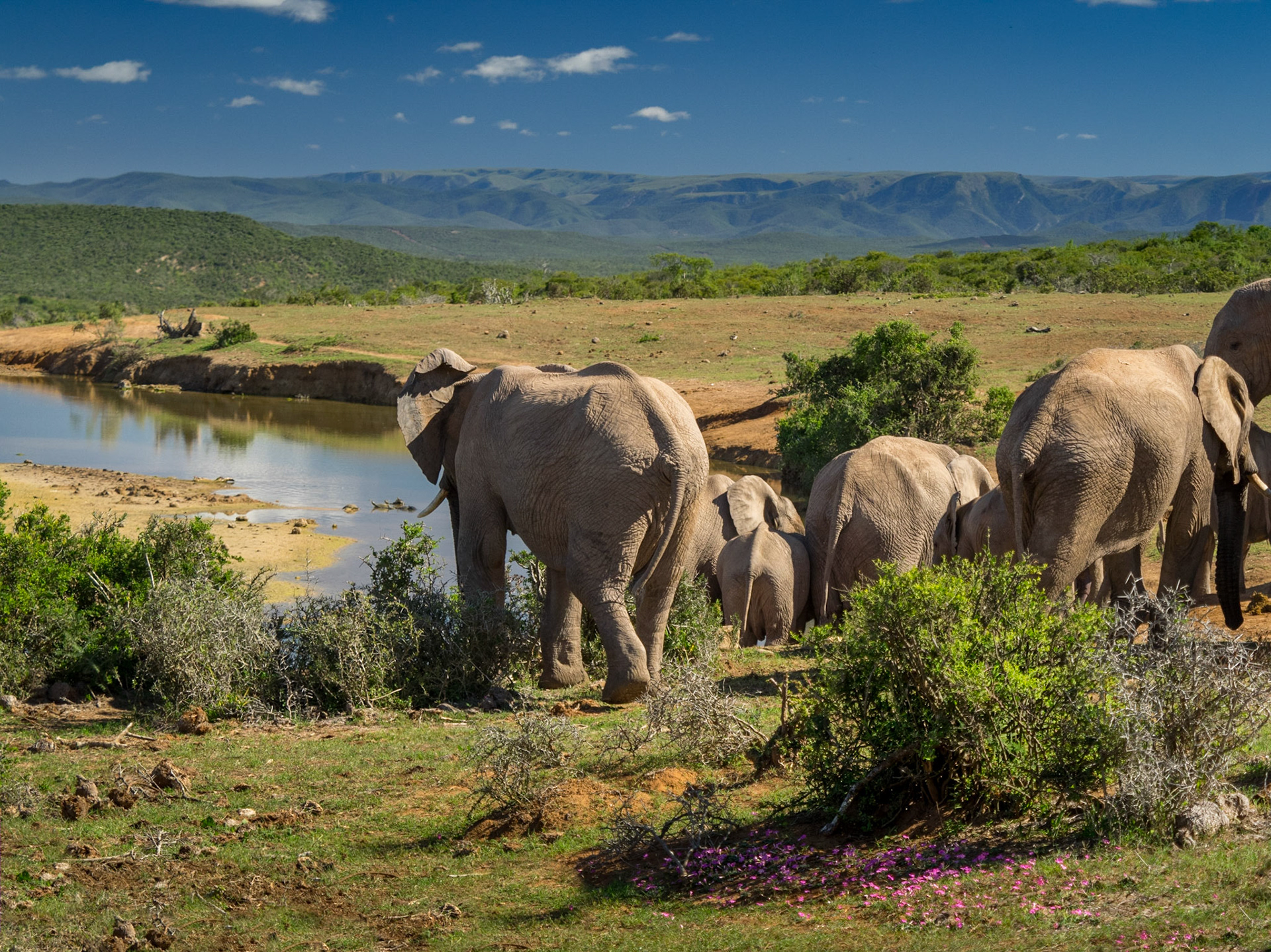 Addo Elephant Park