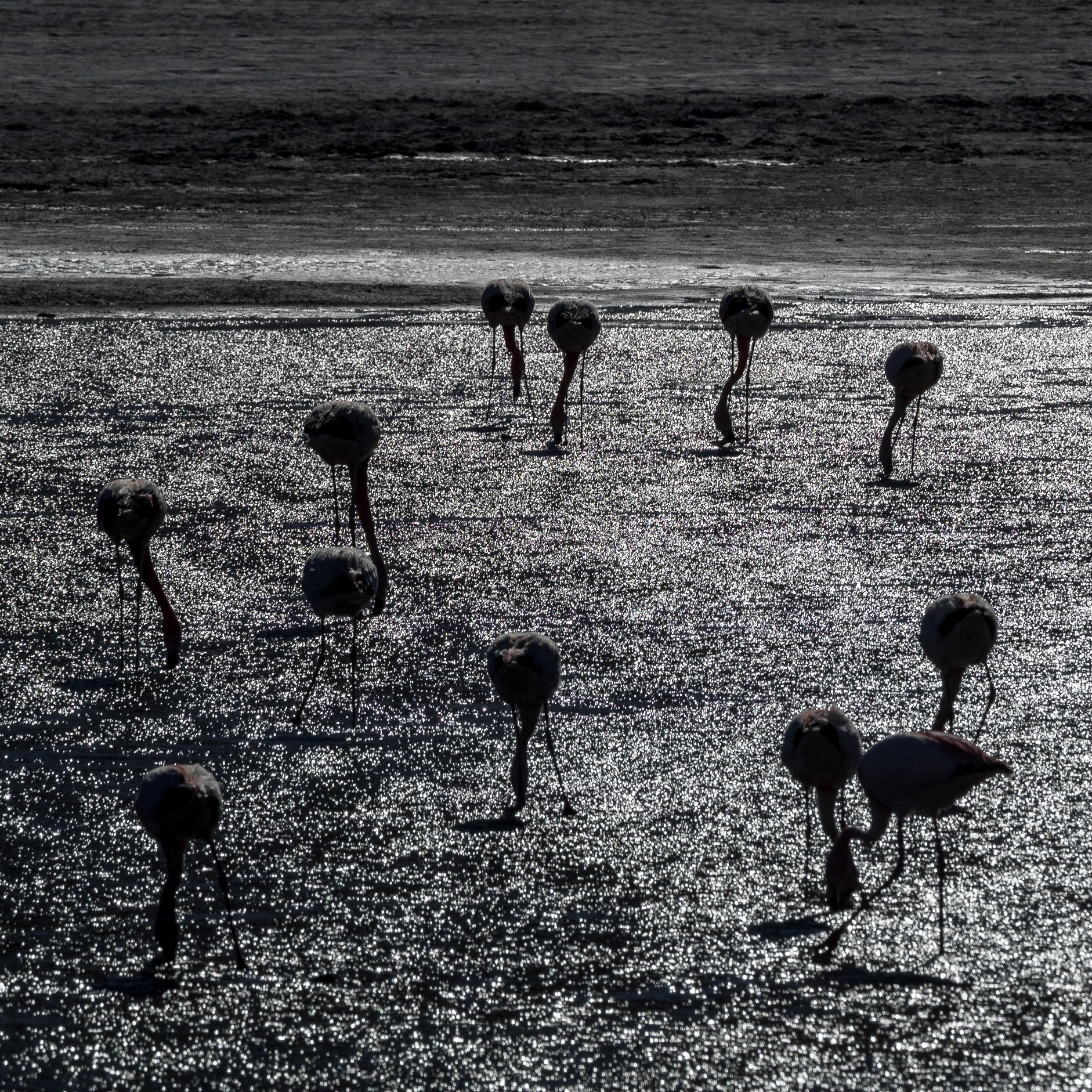 Sud Lipez, entre Uyuni et le Chili.