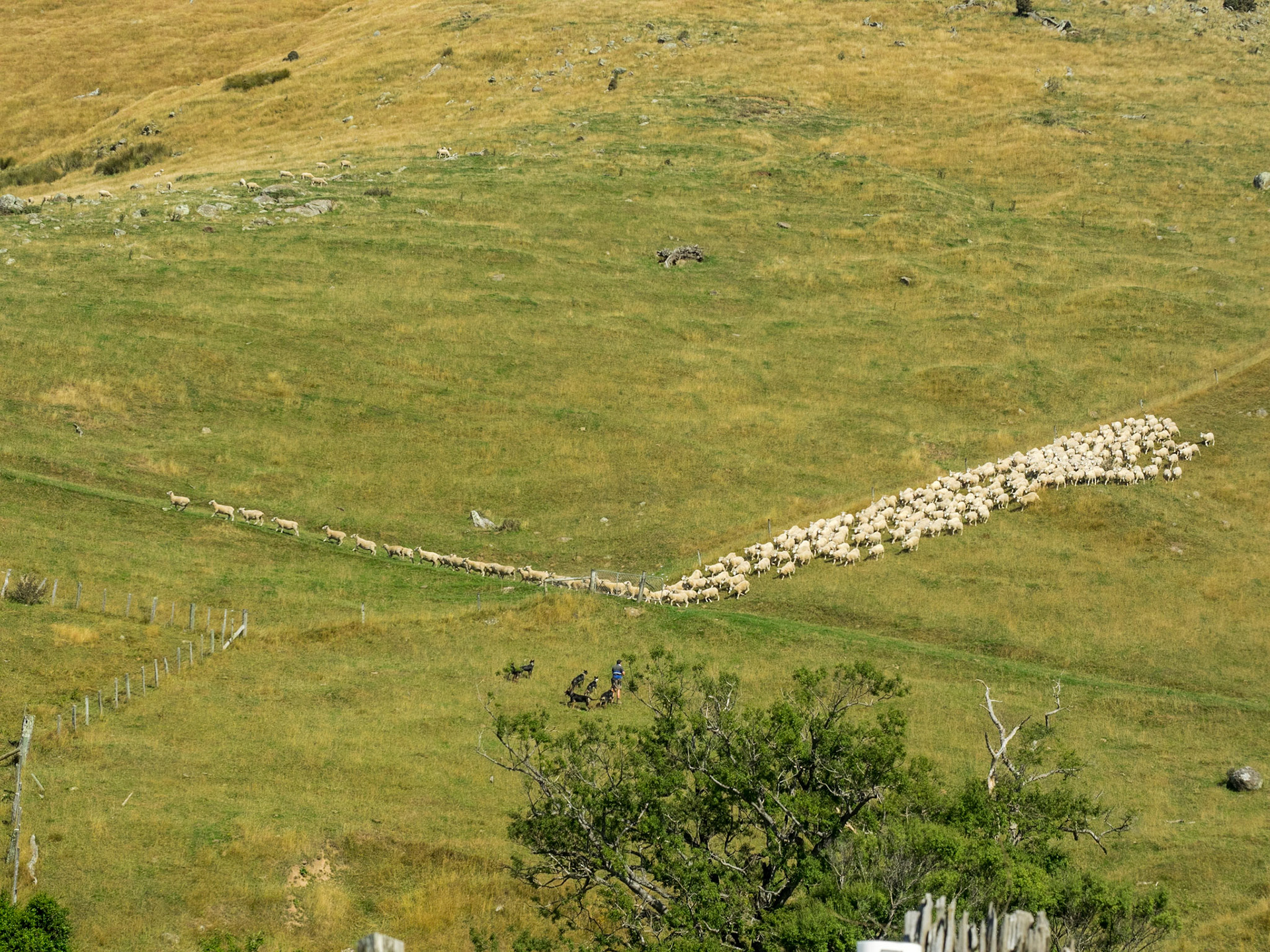 L'industrie de l'élevage de moutons et de vache est très répandu en Nouvelle Zélande.