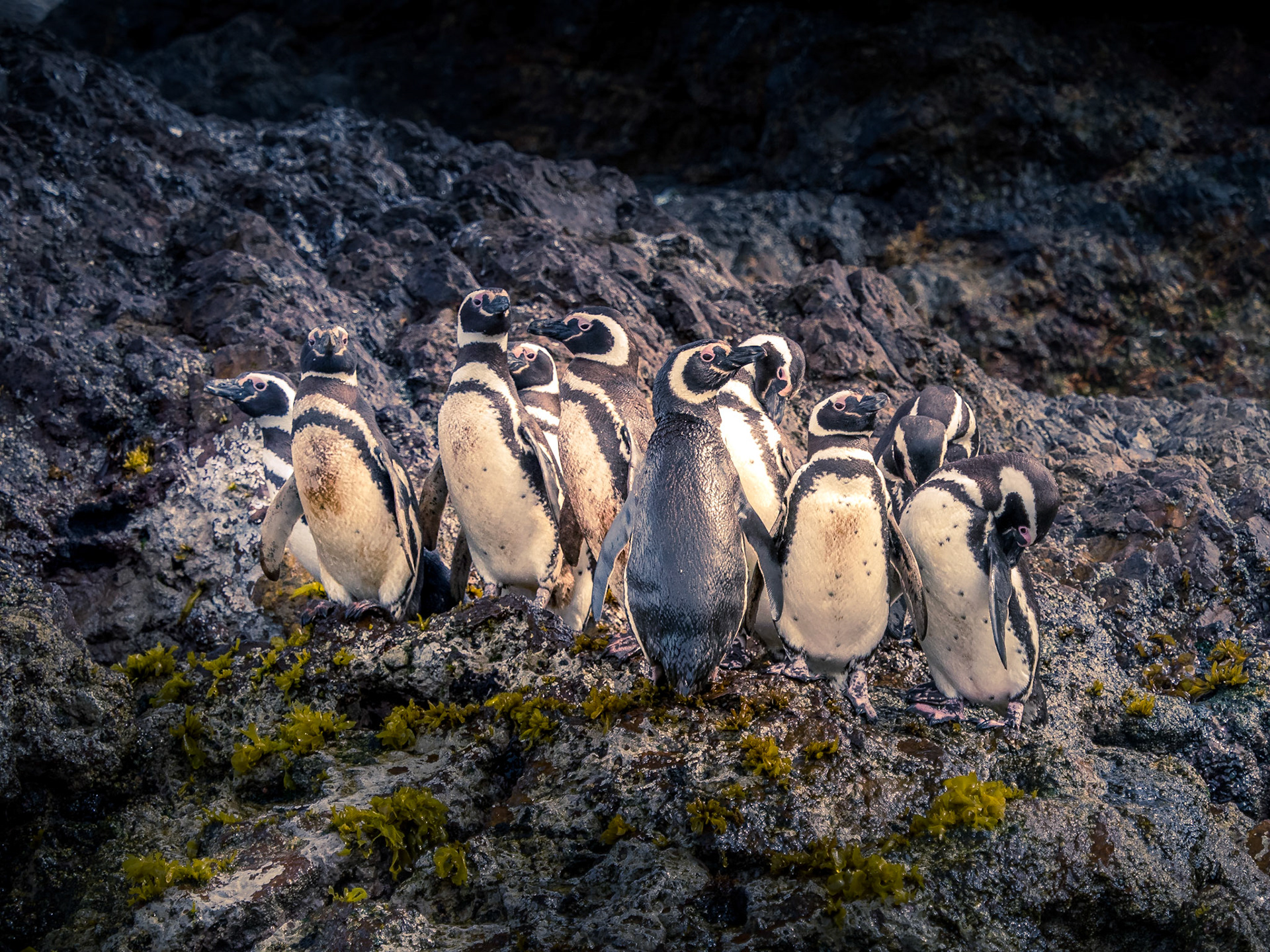 Près de la ville d'Ancud, dans le nord de Chiloé, on trouve des colonies de Pinguoins de Humbolt et de Magellan, ici ce sont des Magellan.
