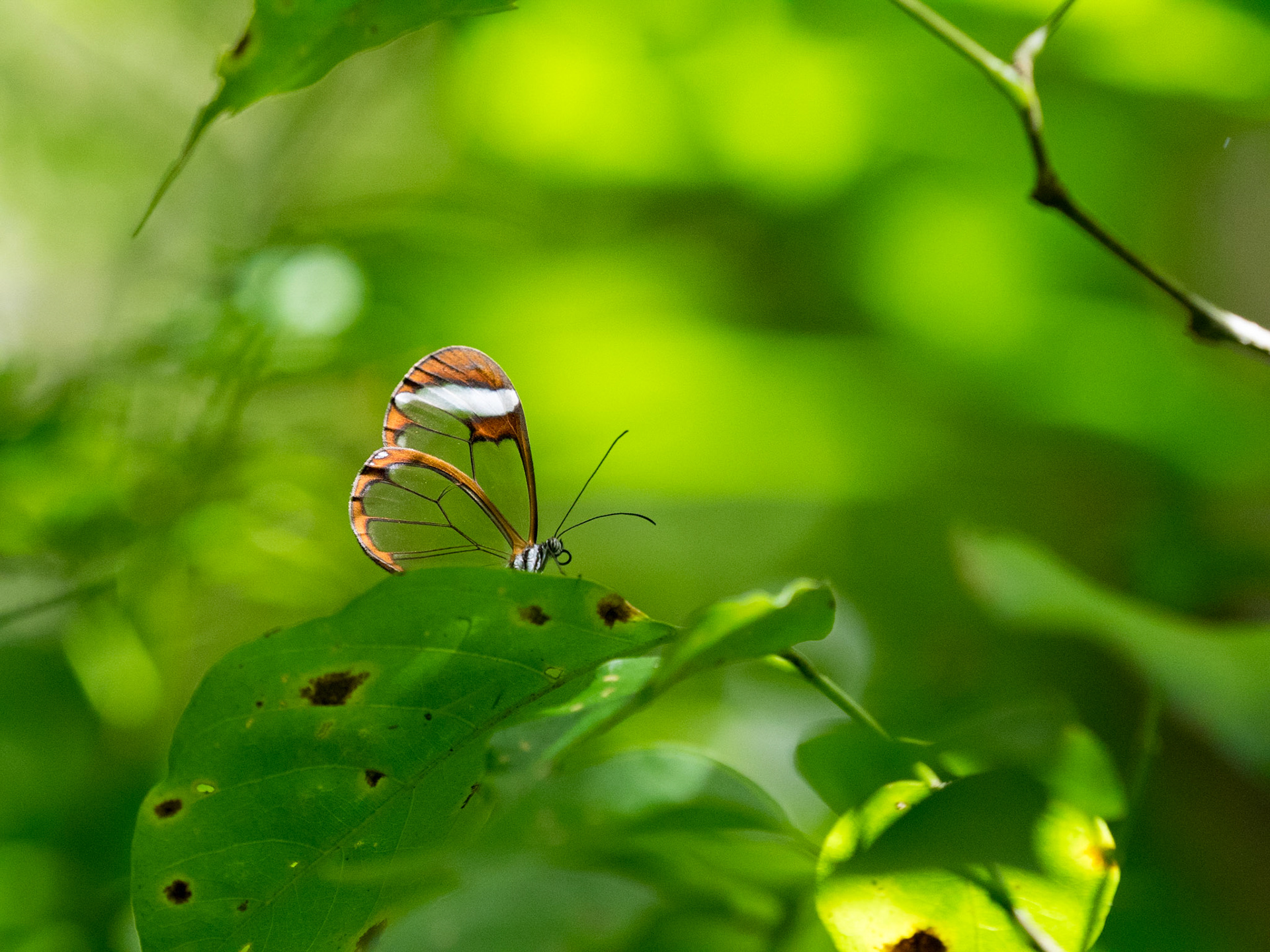 Le papillon transparent.
Monte Verde Cloud Forest