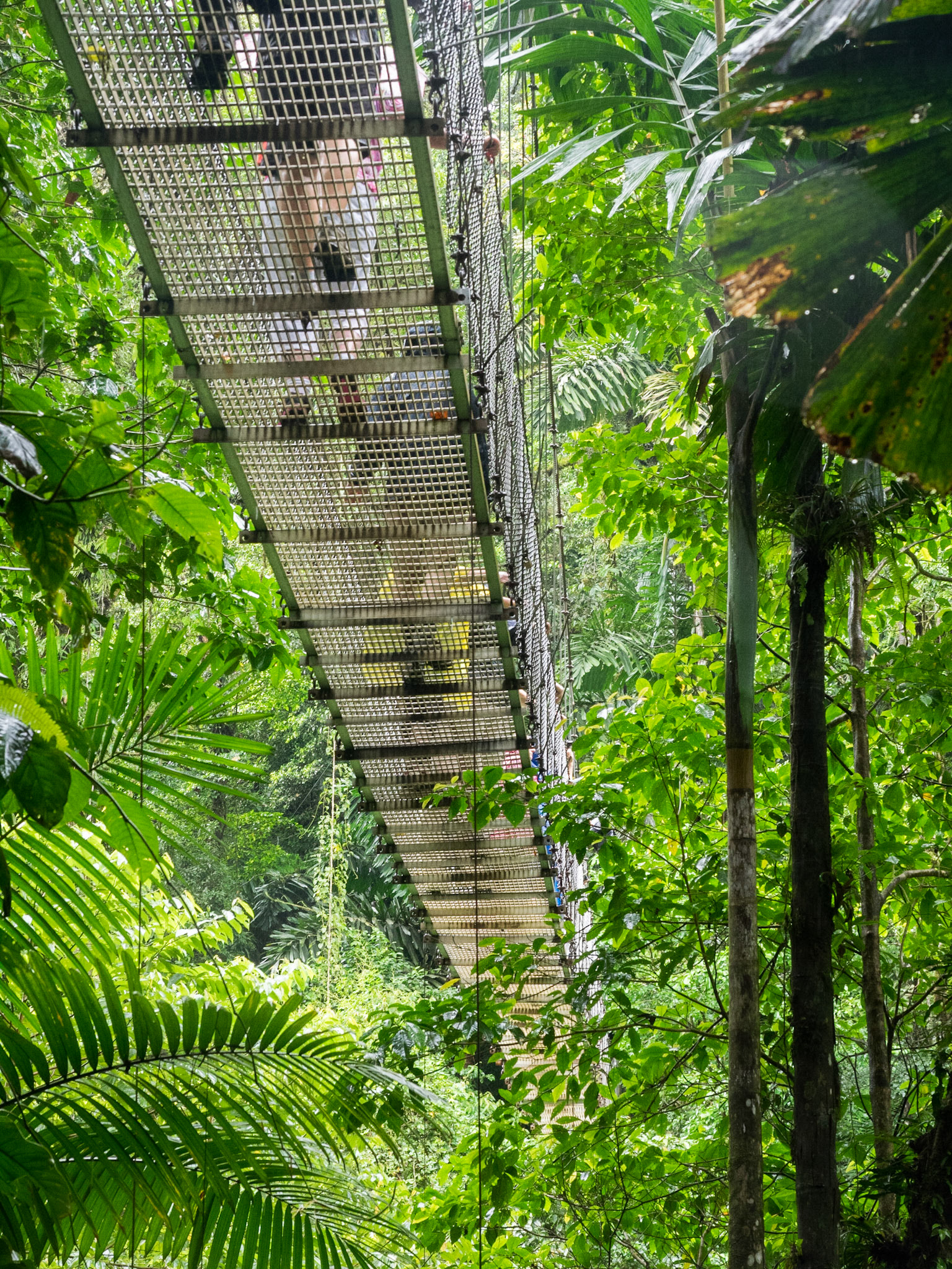 Les fourmi suivent le guide.
Hanging Bridges, Arenal