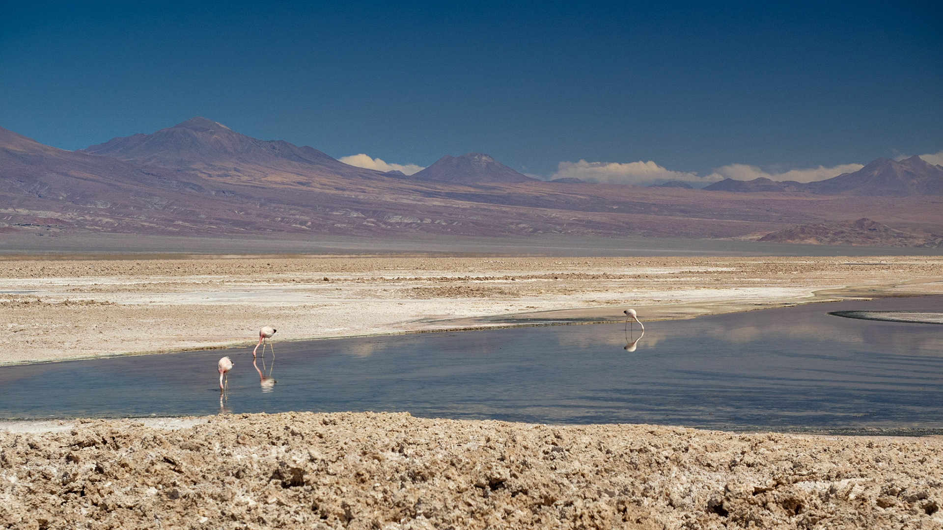 Entre le Chili et la Bolivie, il y a la cordilière des Andes, les flamands roses se moquent de la frontière tant disputée, ils nichent en Bolivie, et vont manger au Chili !