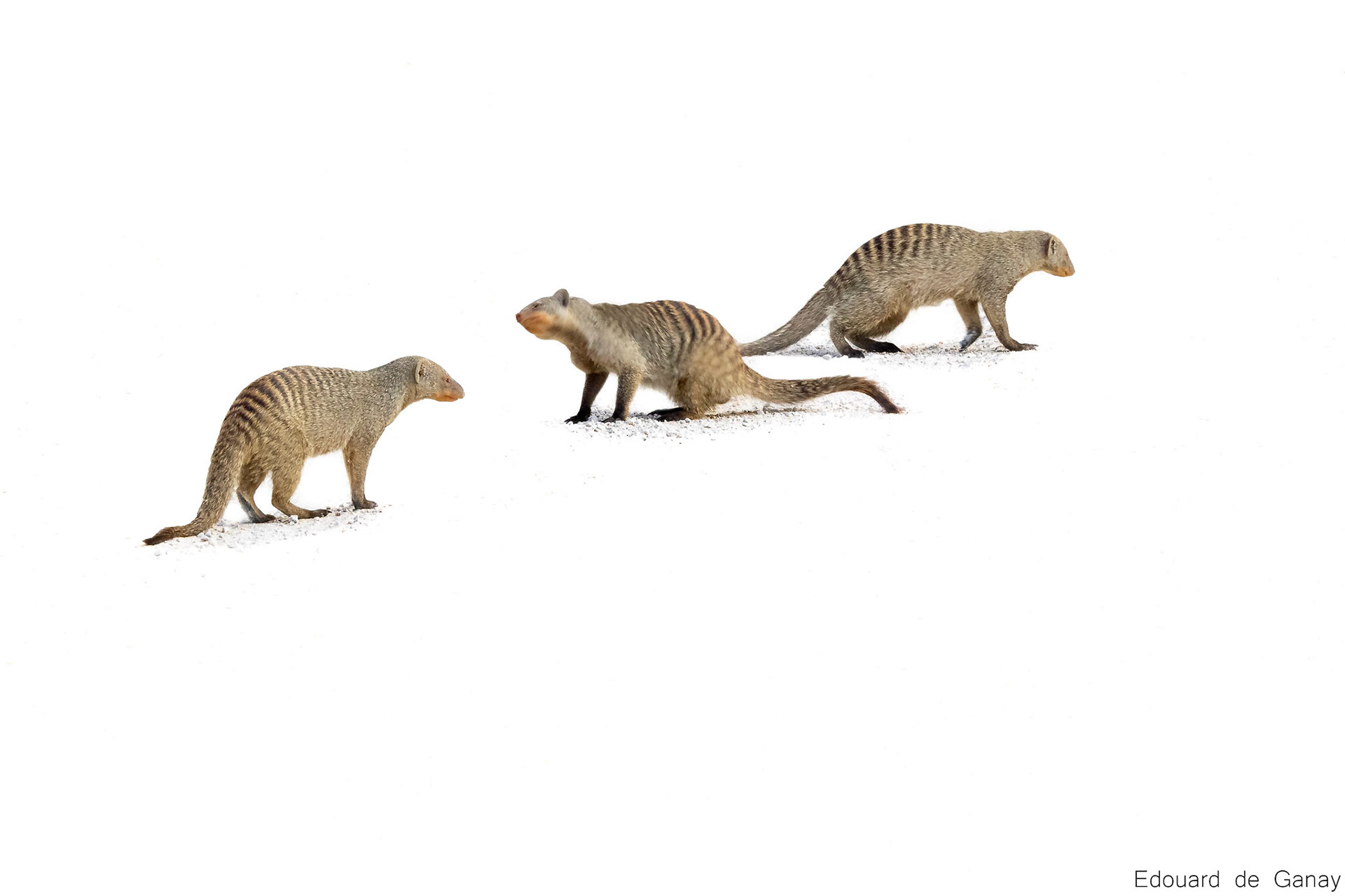 La Namibie est un pays sauvage et reculé. C'est le pays le moins dense d'Afrique. Tout y est grandiose et immense. C'est aussi une ancienne colonie Allemande. C'est donc le paradis des animaux Sauvages, comme ces mangoustes qui sortaient en famille sur une piste du parc national d'Etosha. Namibie, Mai 2017