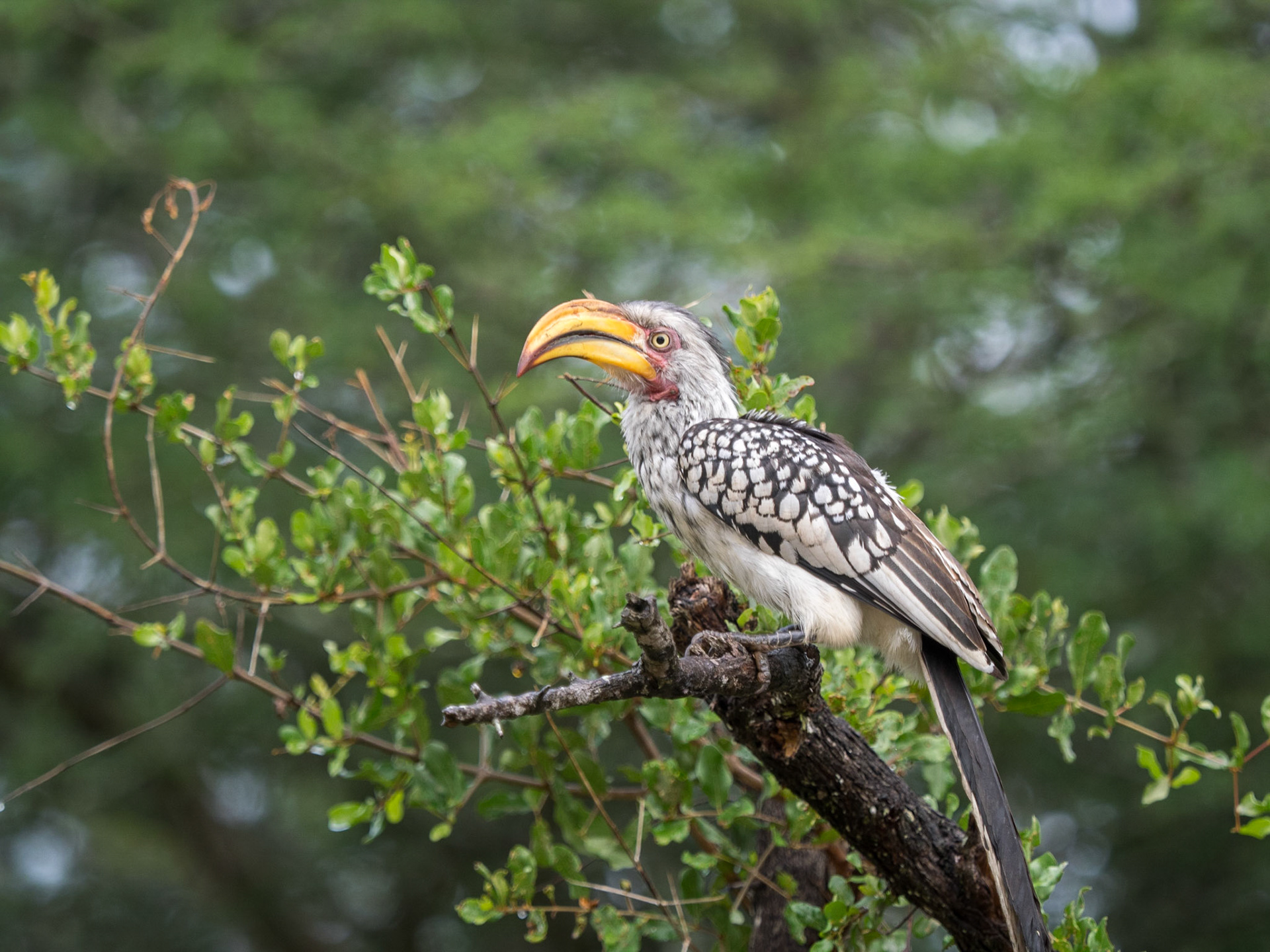 Kruger National Park