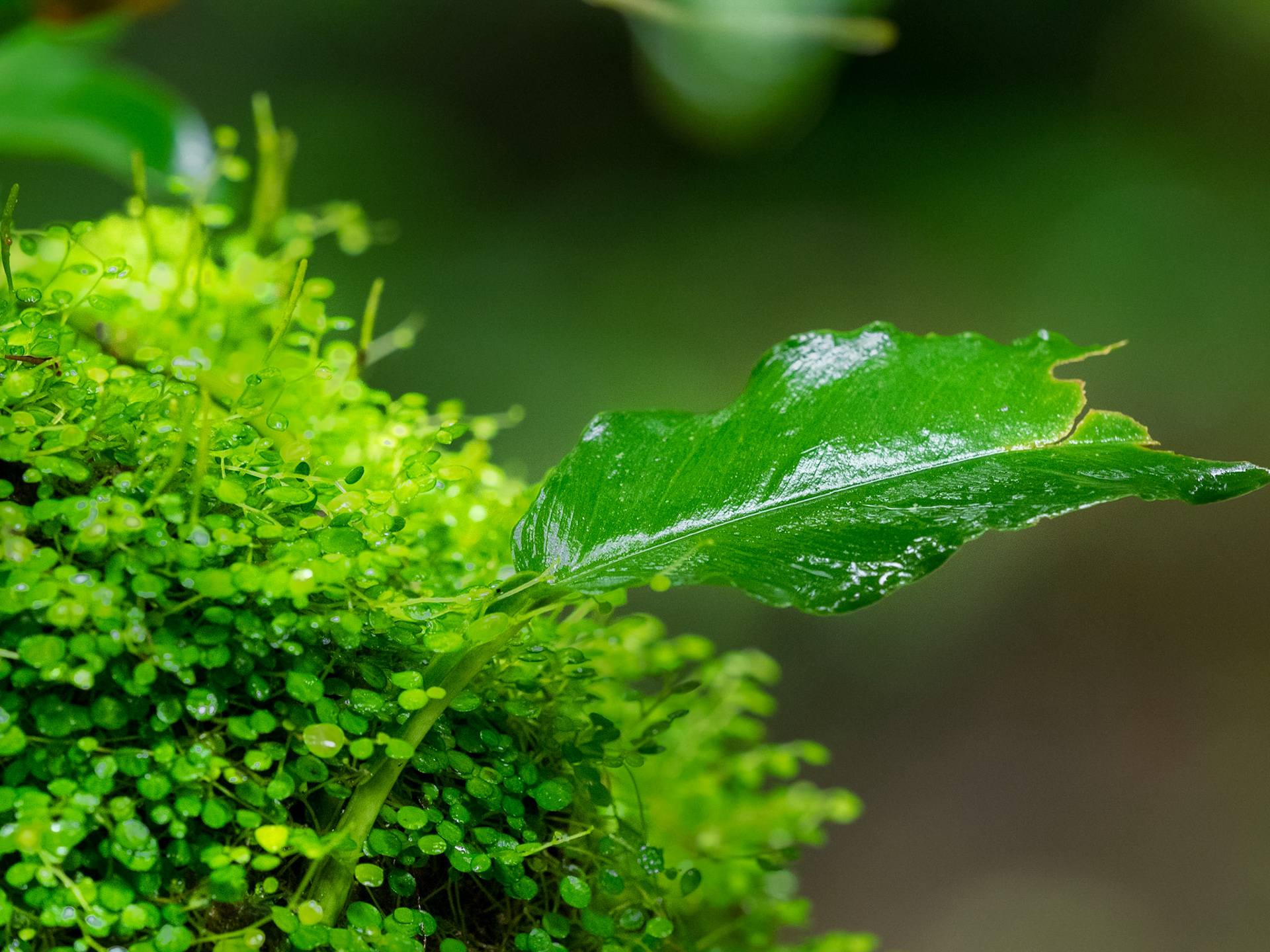 Juste beau, même quand il pleut