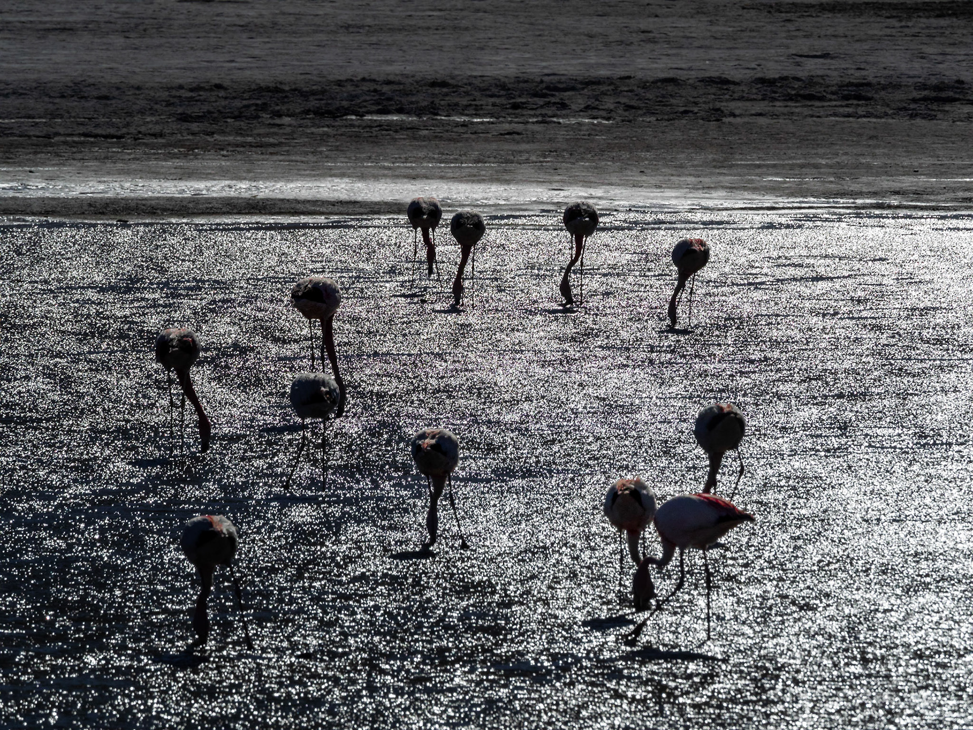 Sud Lipez, entre Uyuni et le Chili.