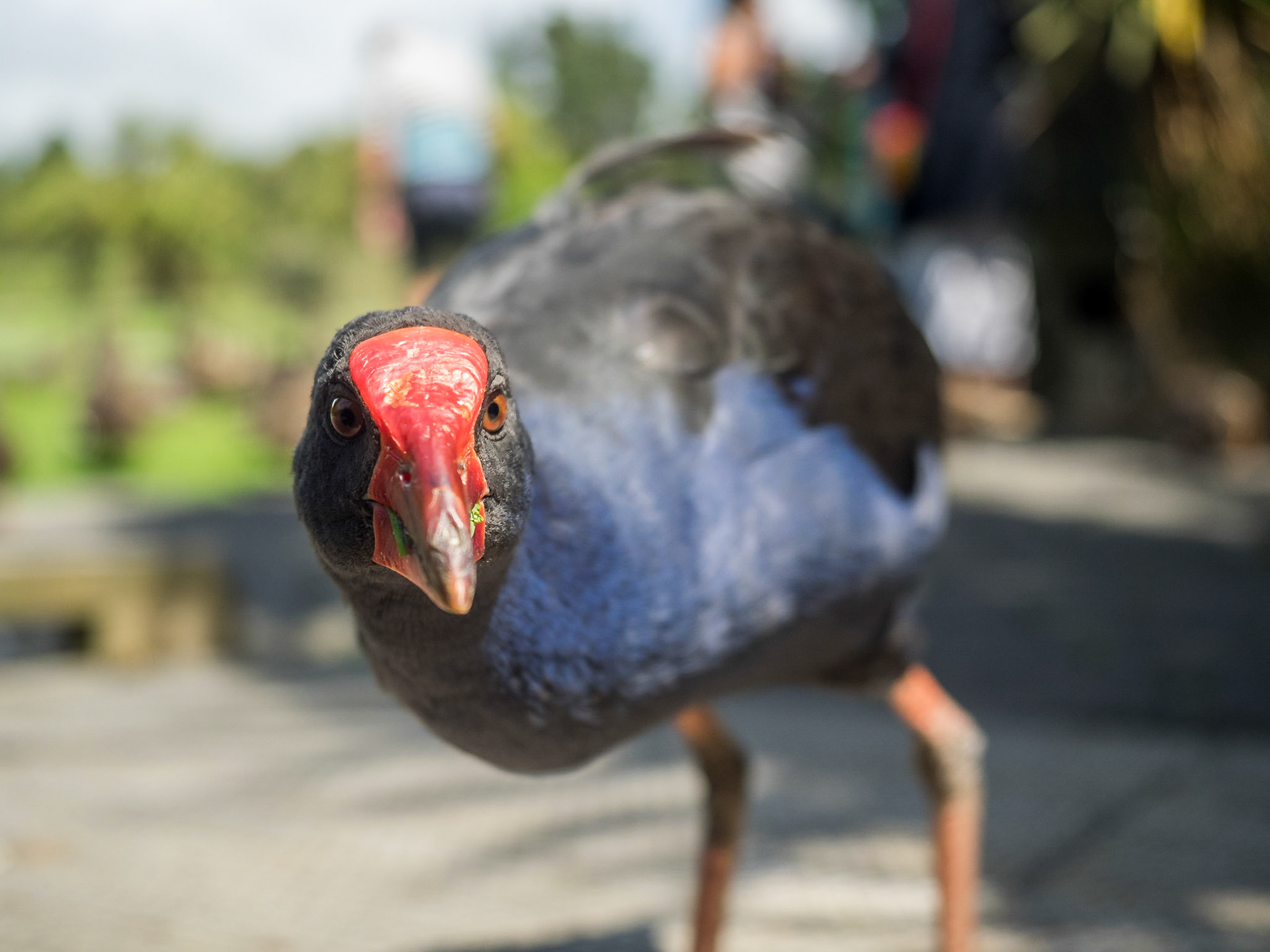 On dirait un Dinosaure ! Les animaux endémiques n'avaient pas de prédateurs, donc ils ont perdus l'usage de leurs ailes, et nichent par terre.
Quand les hommes sont arrivés avec leurs rats, leurs chats et leurs cochons, ils ont été décimés !