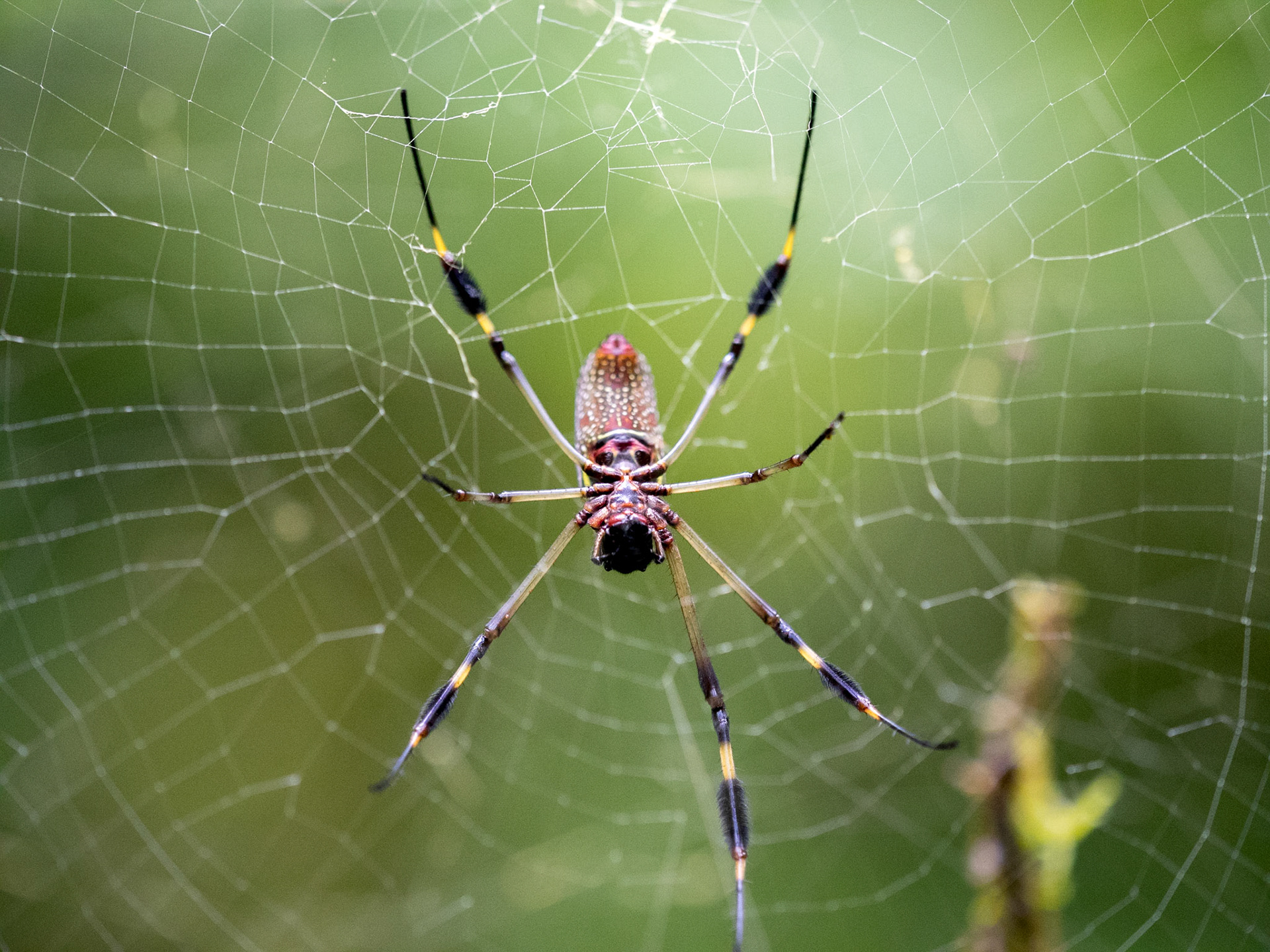 Attention où vous mettez la tête