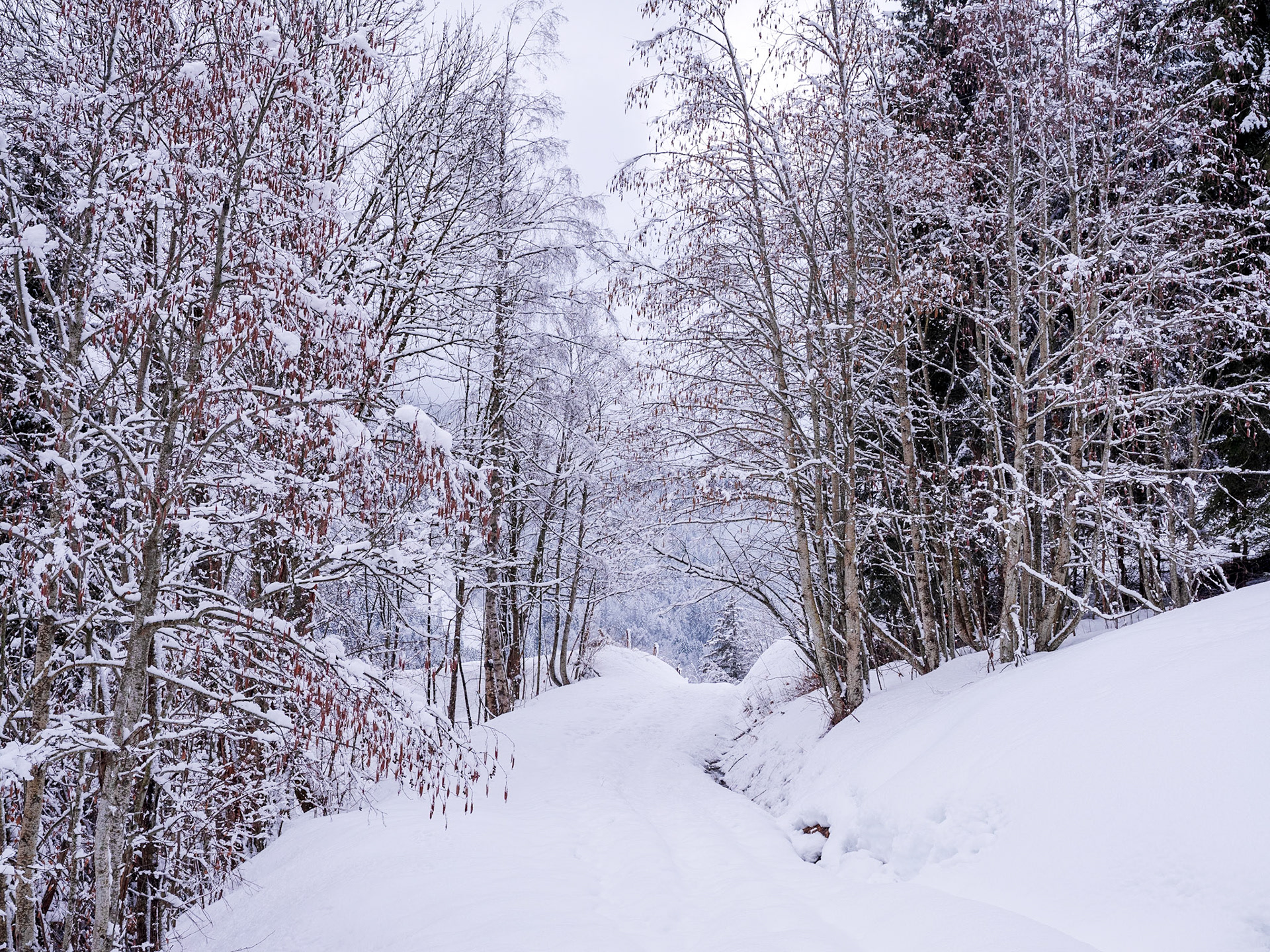 Se perdre en forêt, se retrouver en montagne