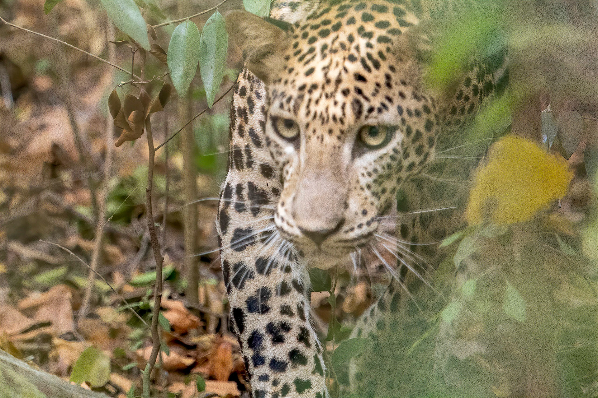 La reine (ou le roi je n'en sais rien) de Wilpattu