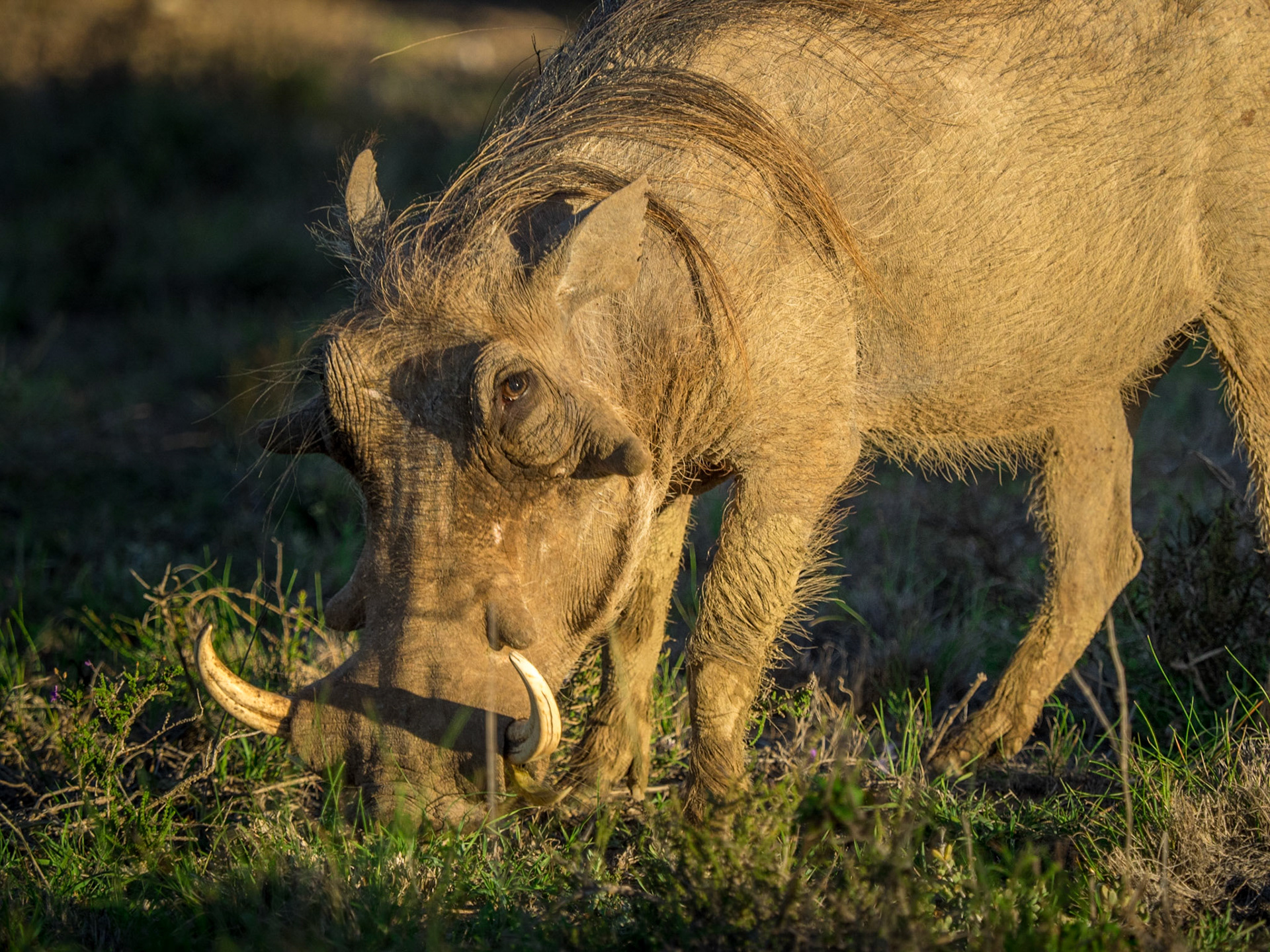 Addo Elephant Park
