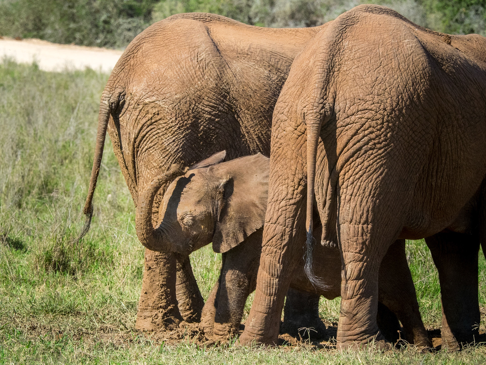 Addo Elephant Park